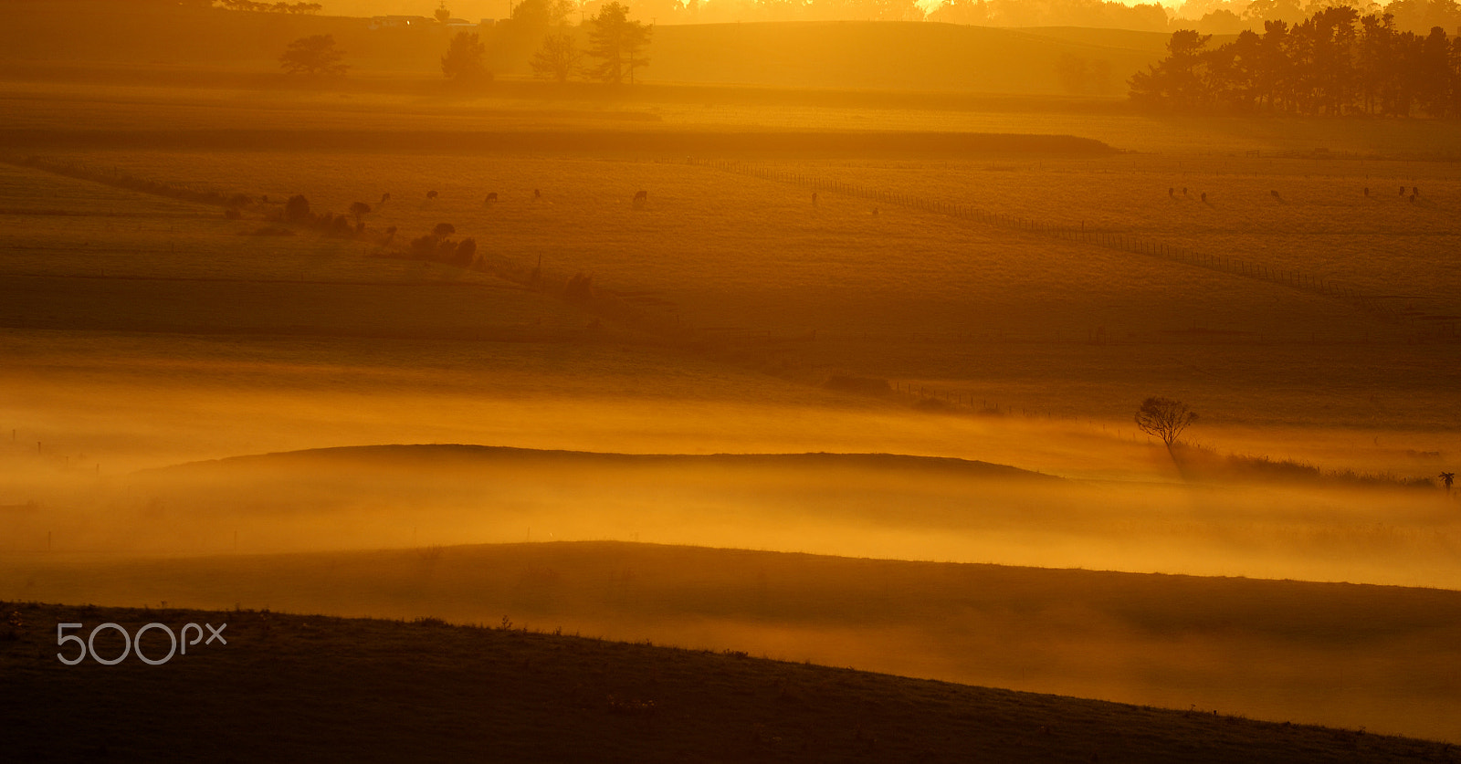 Nikon D2X + Nikon AF-S Nikkor 70-200mm F2.8G ED VR sample photo. New zealand dairy farm photography