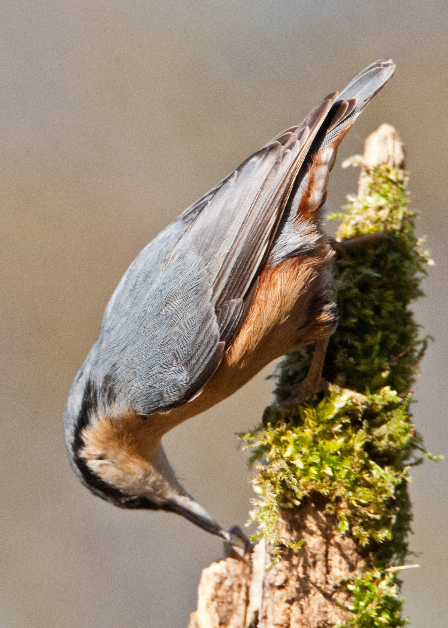 Nikon D300S + Tamron SP 150-600mm F5-6.3 Di VC USD sample photo. Nuthatch photography