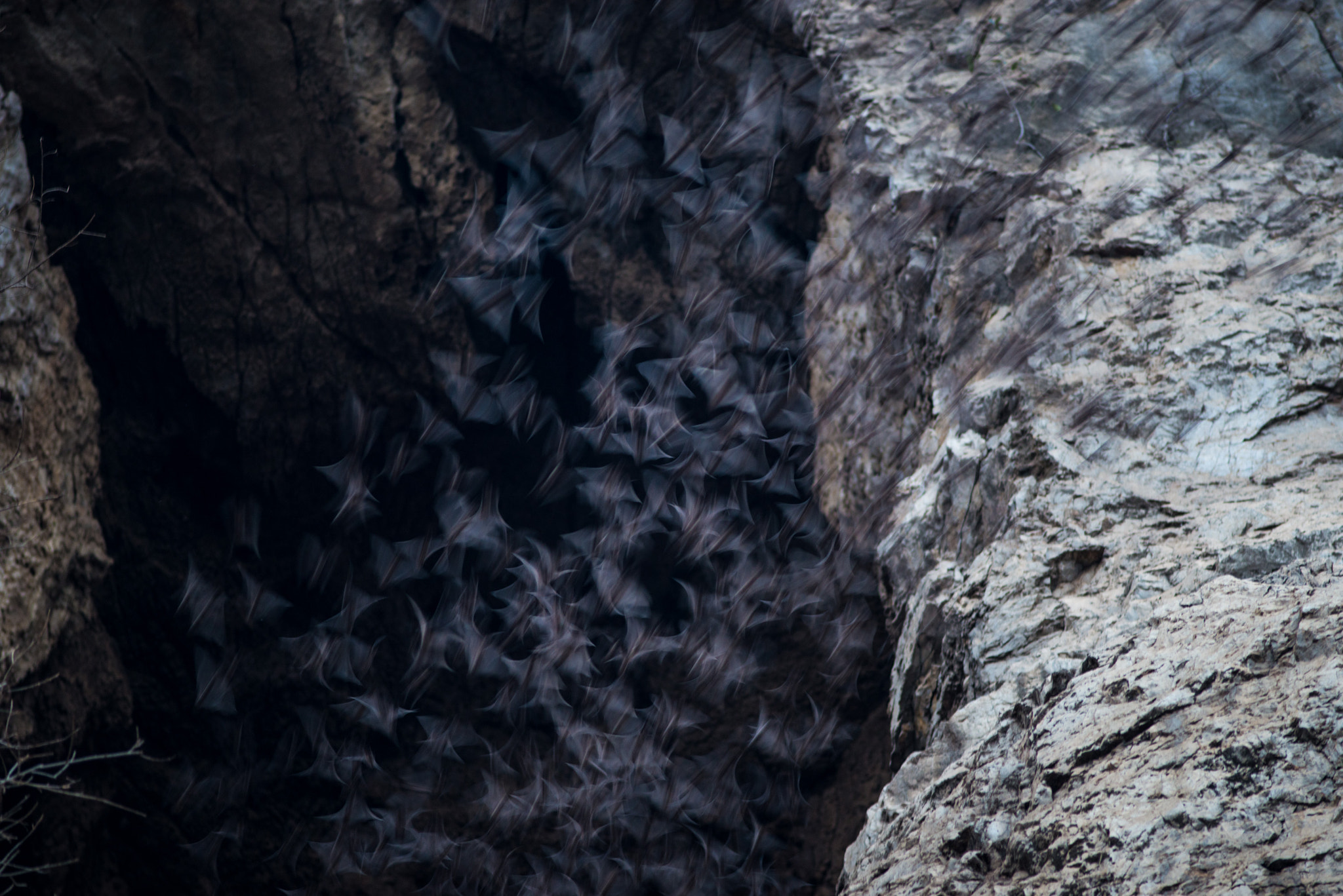 Nikon D800 + AF Nikkor 180mm f/2.8 IF-ED sample photo. Bat cave photography