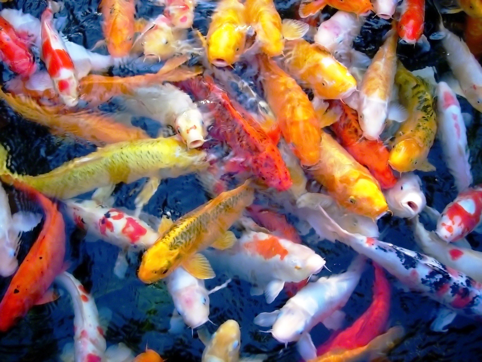 Nikon E5200 sample photo. Korean koi photography