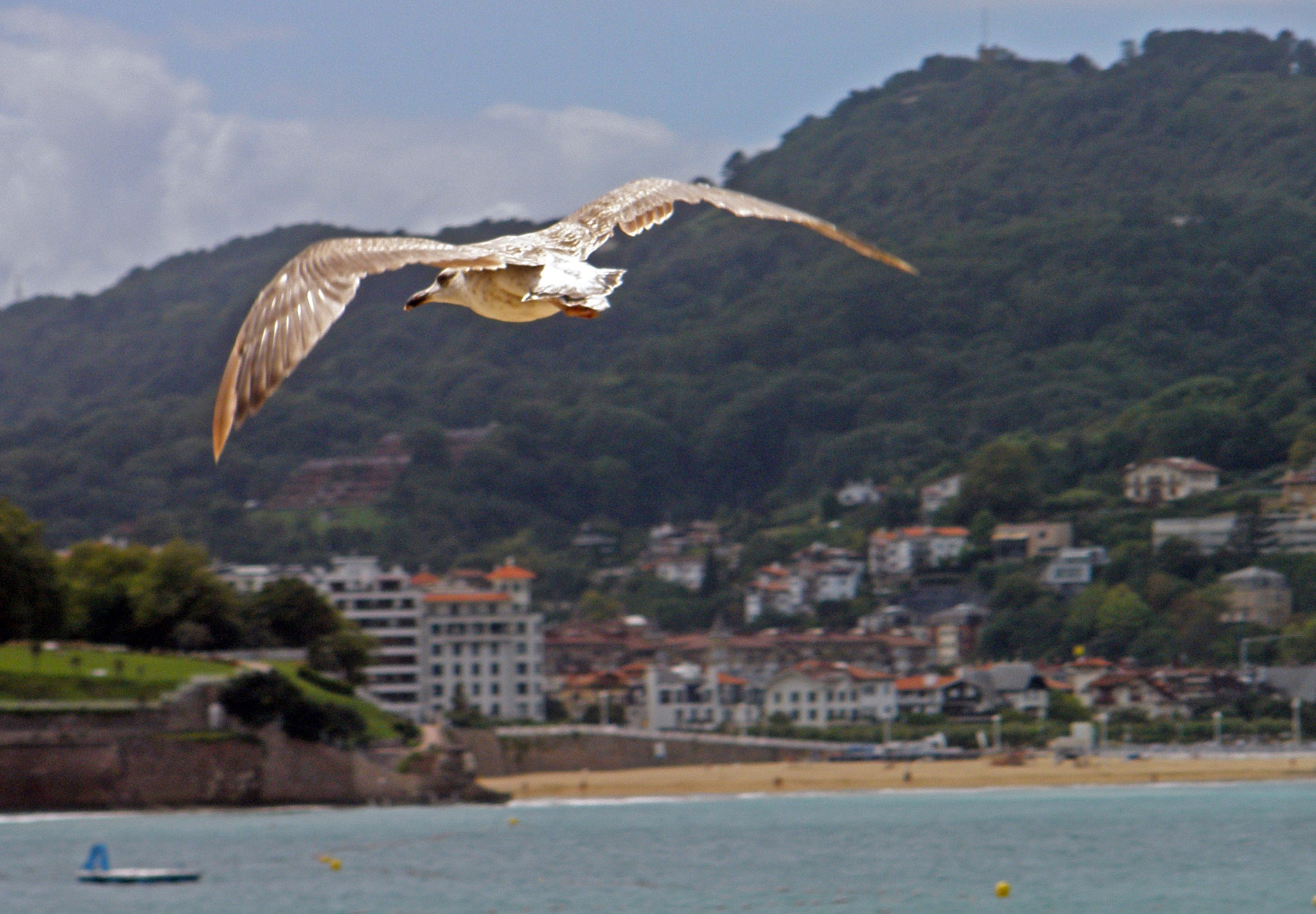 Olympus FE340,X855,C560 sample photo. Flying peacefully high over the beach photography