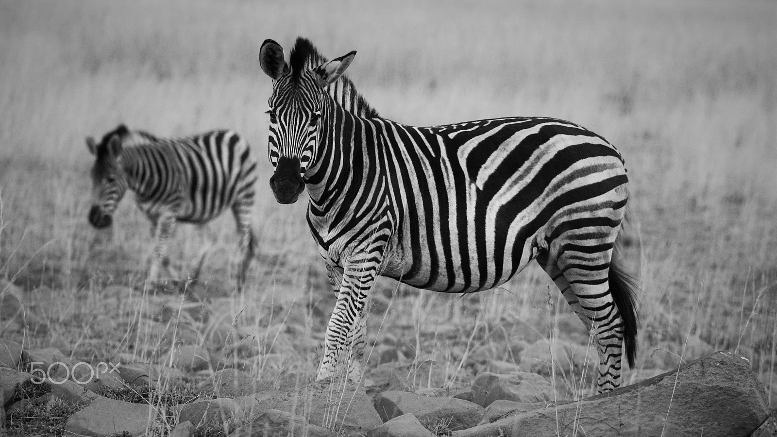 Sony a6000 + Sony FE 70-200mm F4 G OSS sample photo. Zebra bw photography