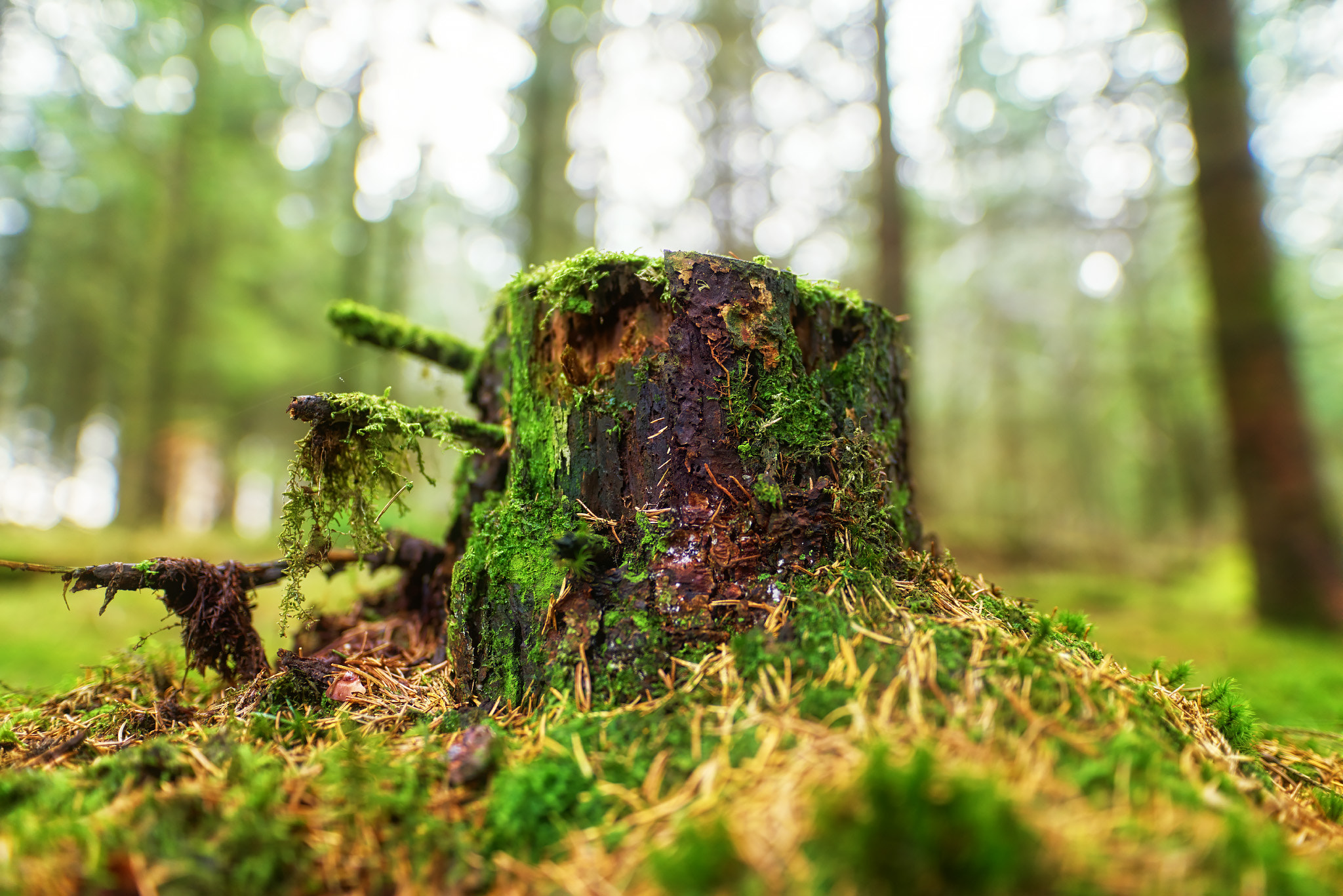 20mm F1.4 sample photo. On the bottom serie photography