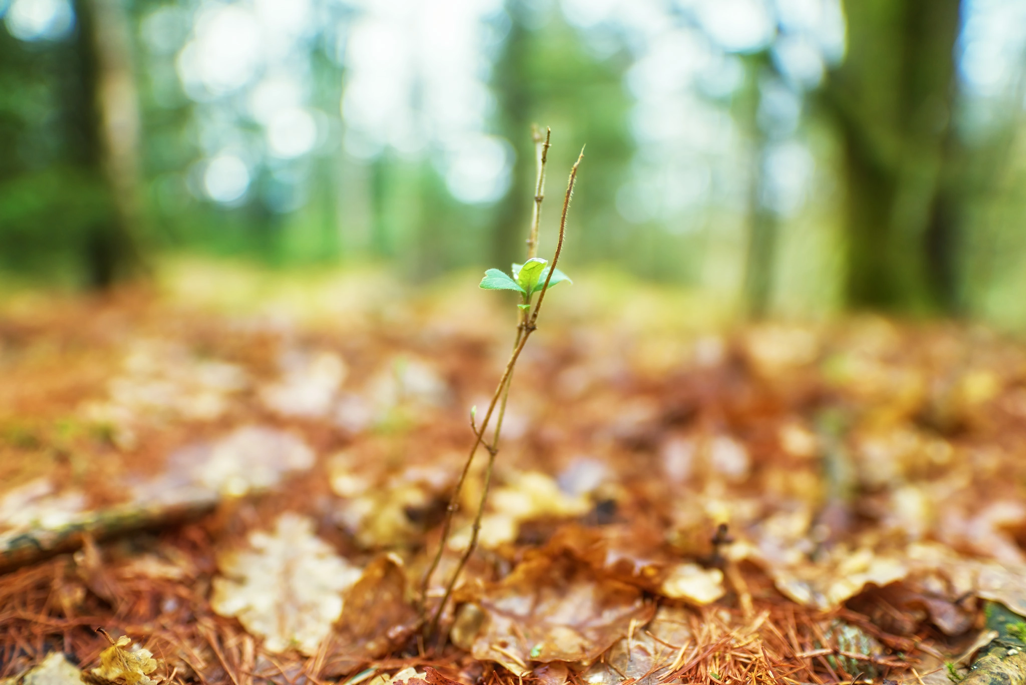 20mm F1.4 sample photo. On the bottom serie photography