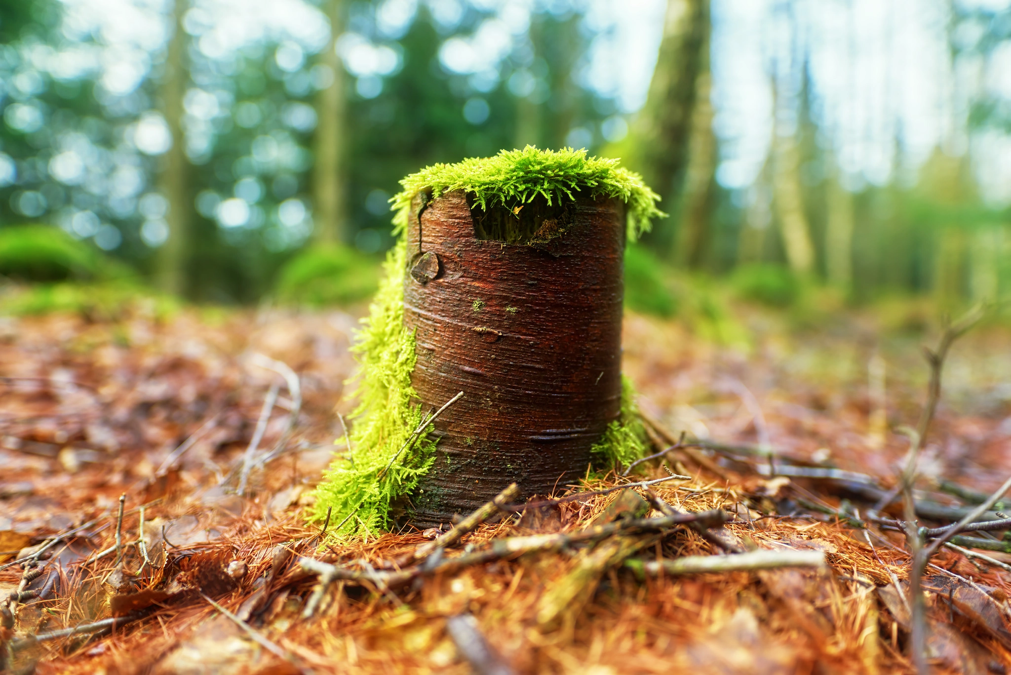 20mm F1.4 sample photo. On the bottom serie photography