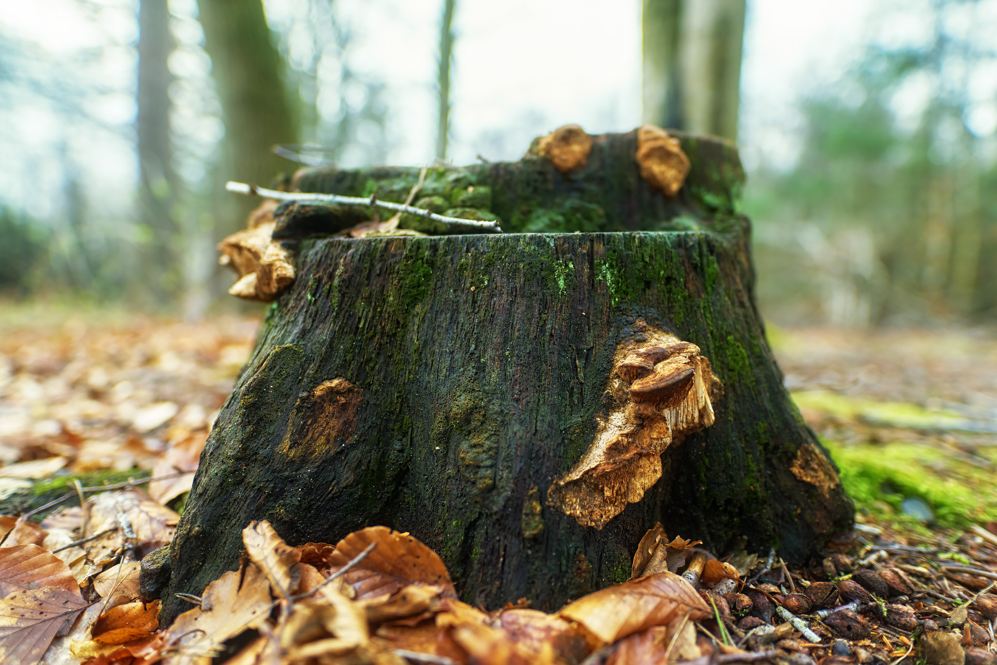 20mm F1.4 sample photo. On the bottom serie photography
