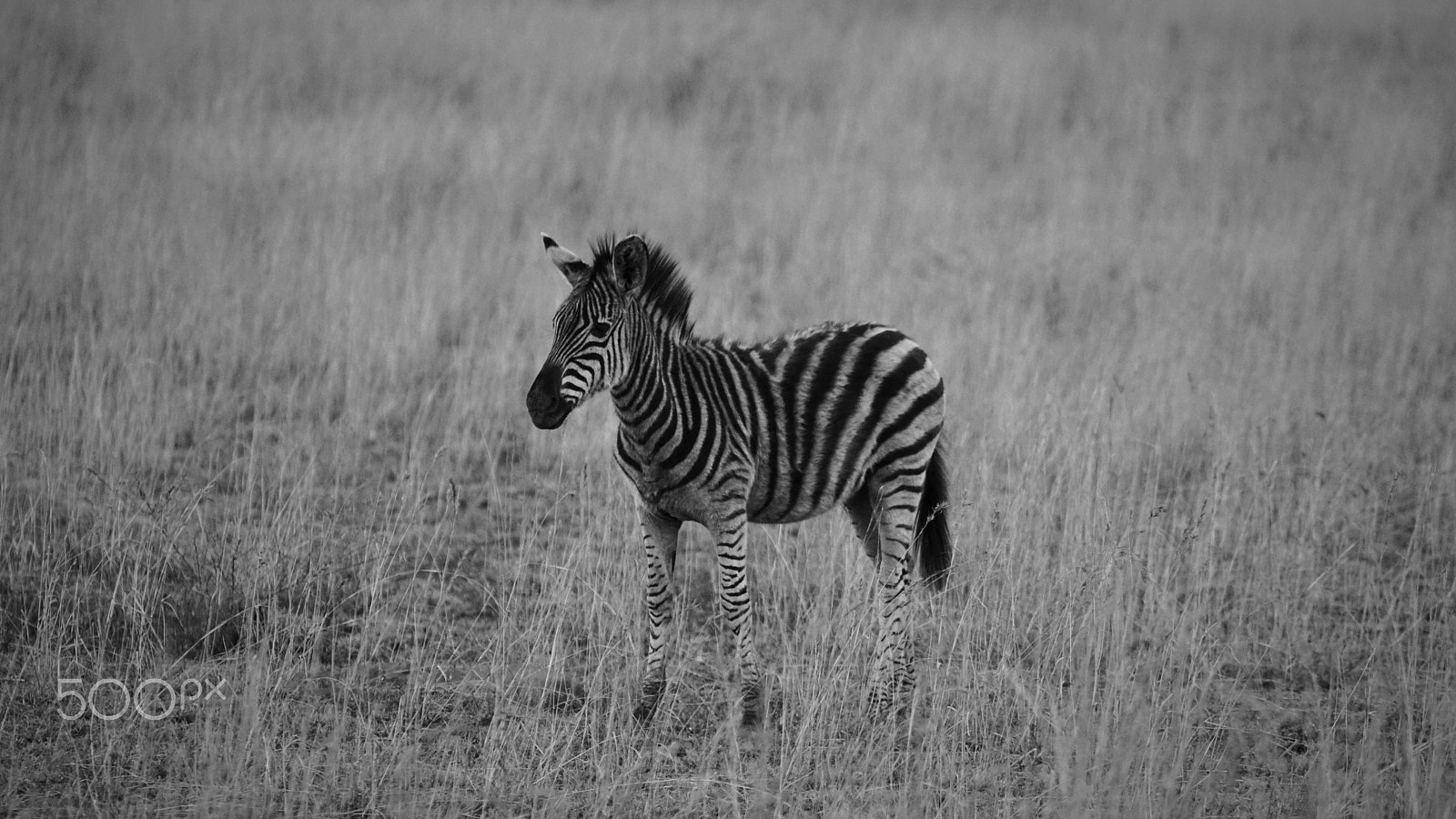 Sony a6000 + Sony FE 70-200mm F4 G OSS sample photo. Young zebra bw photography
