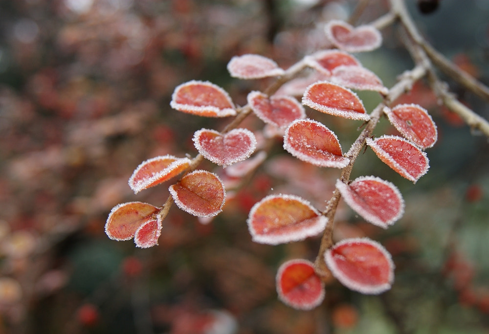 Sony DT 18-55mm F3.5-5.6 SAM sample photo. Rime photography