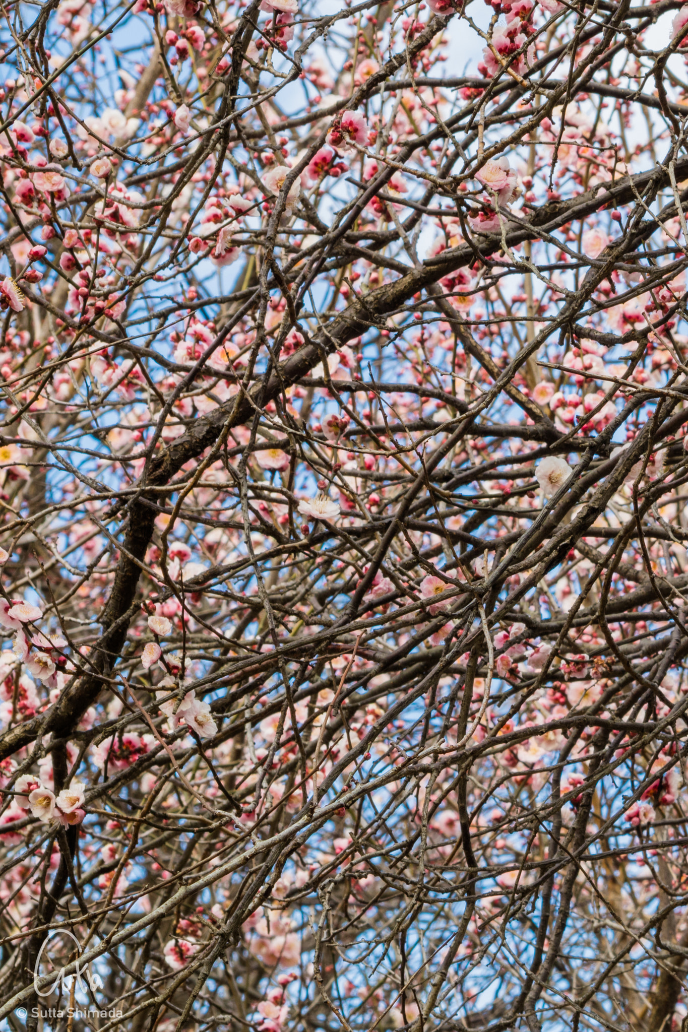 Canon EOS M3 sample photo. Plum branch photography
