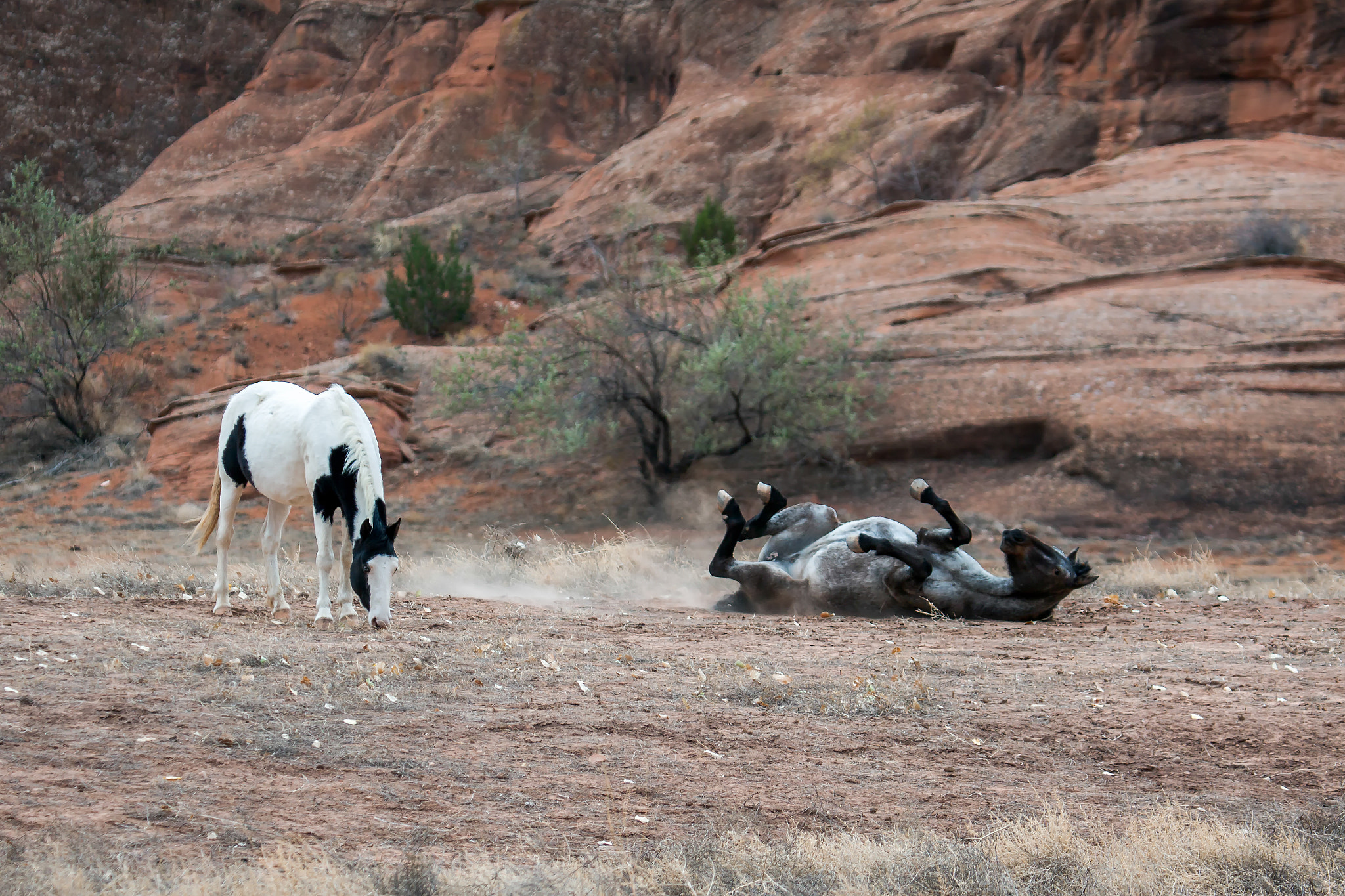 Canon EF 100-400mm F4.5-5.6L IS USM sample photo. Wild horses canyon de chelly photography