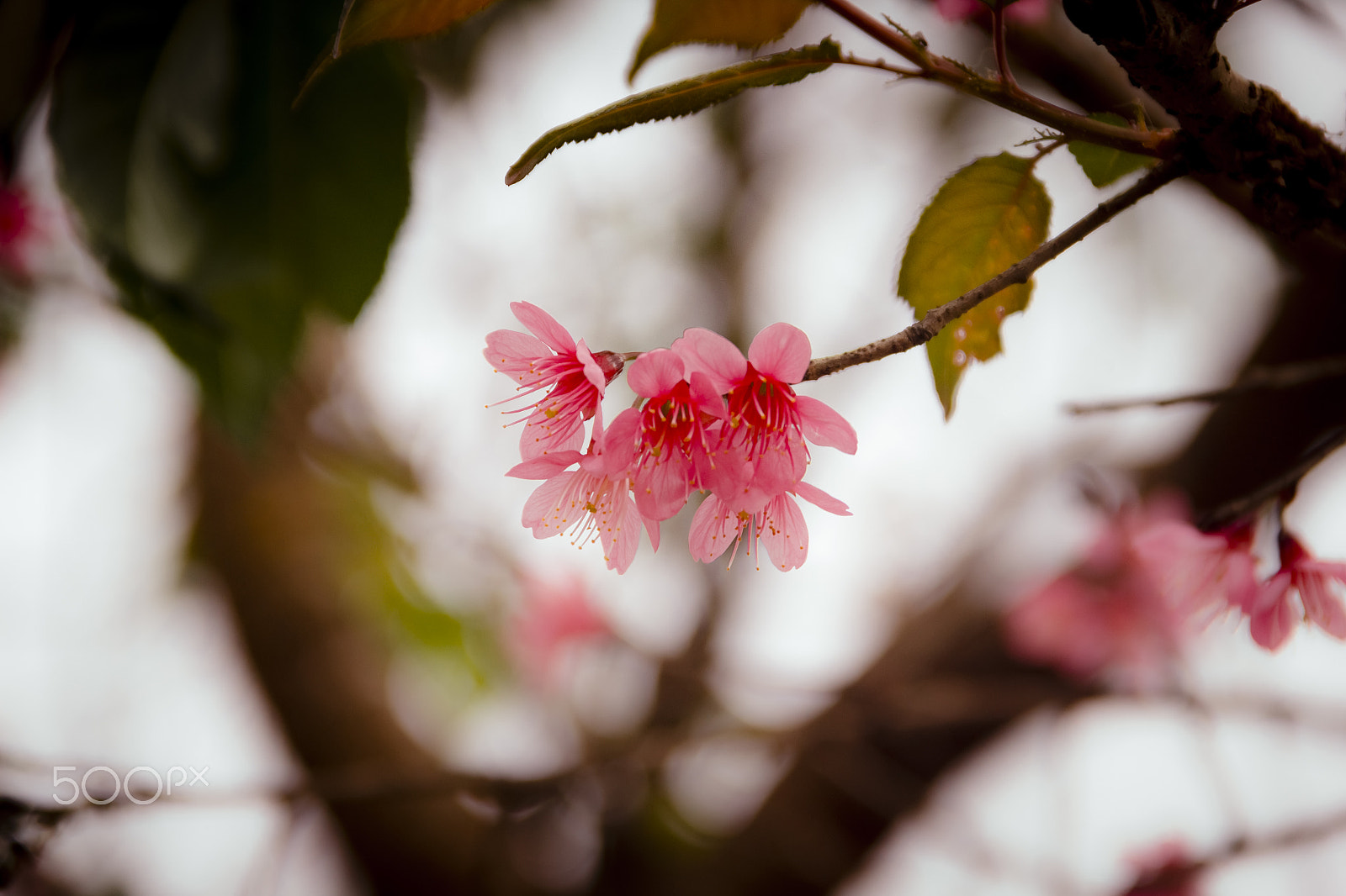 Canon EOS 600D (Rebel EOS T3i / EOS Kiss X5) sample photo. Dalat dreams photography