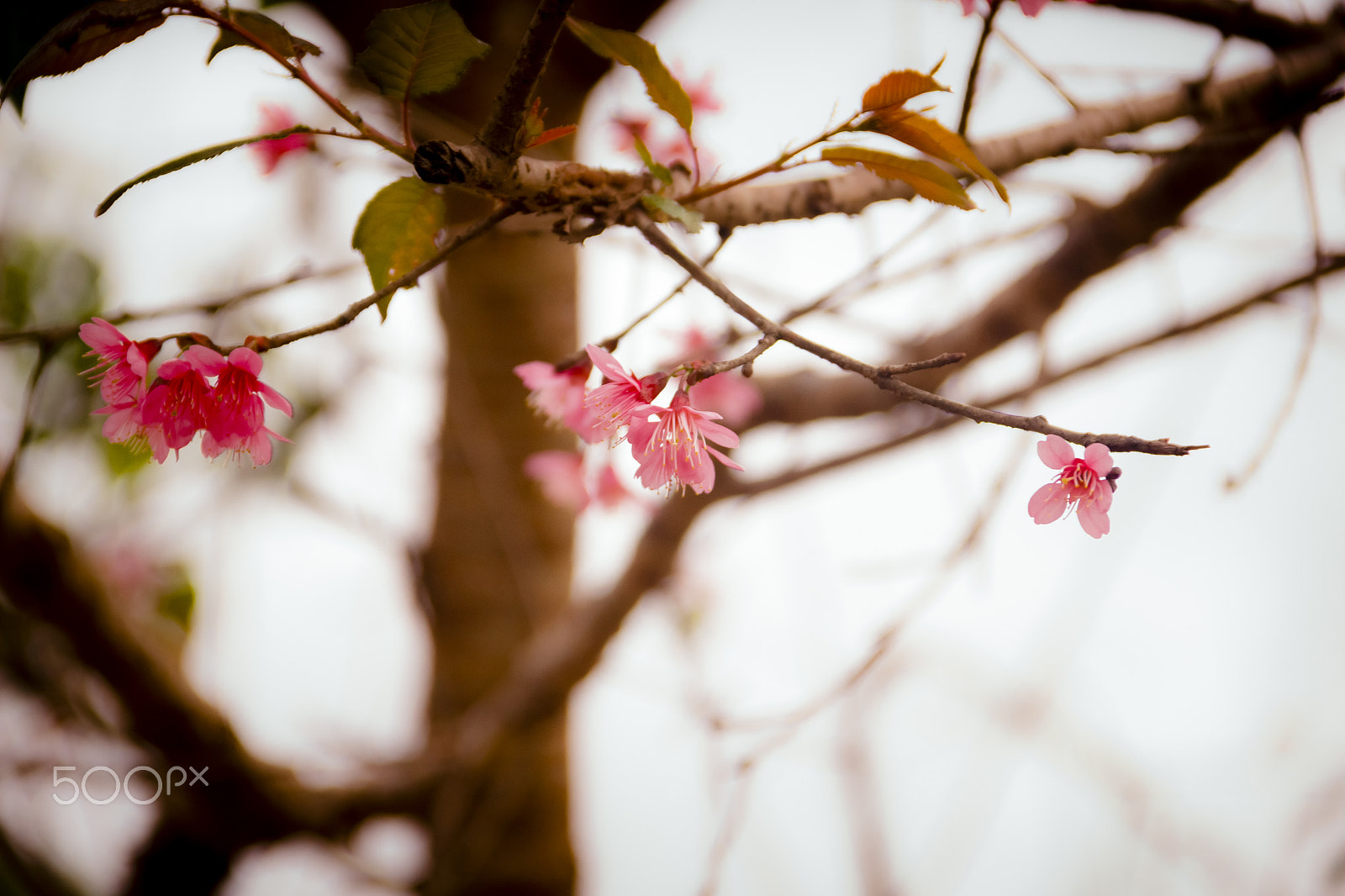 Canon EOS 600D (Rebel EOS T3i / EOS Kiss X5) sample photo. Dalat dreams photography