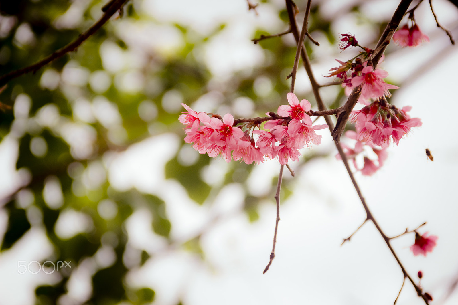 Canon EOS 600D (Rebel EOS T3i / EOS Kiss X5) sample photo. Dalat dreams photography
