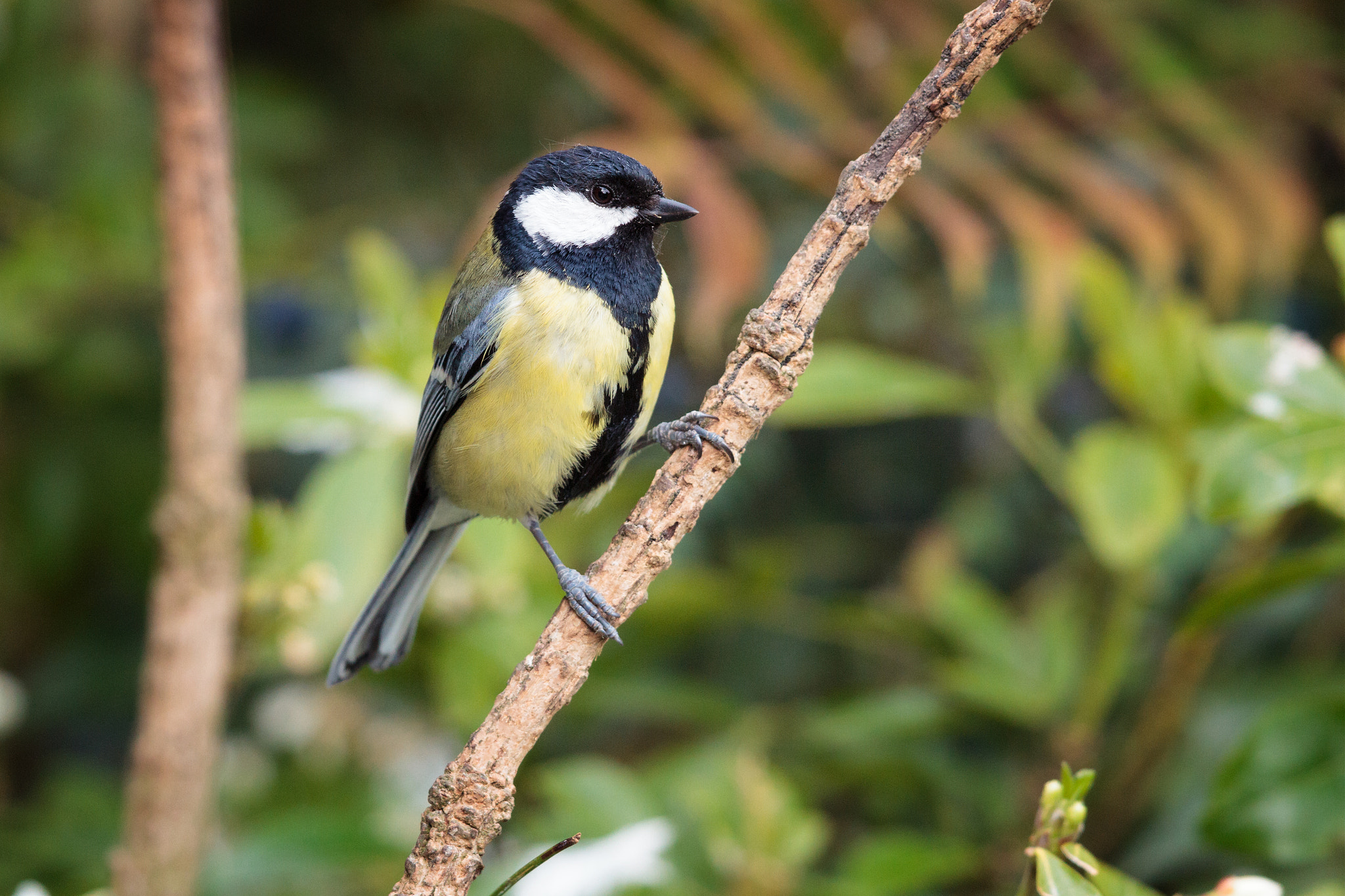 Canon EF 500mm F4L IS II USM sample photo. Great tit photography