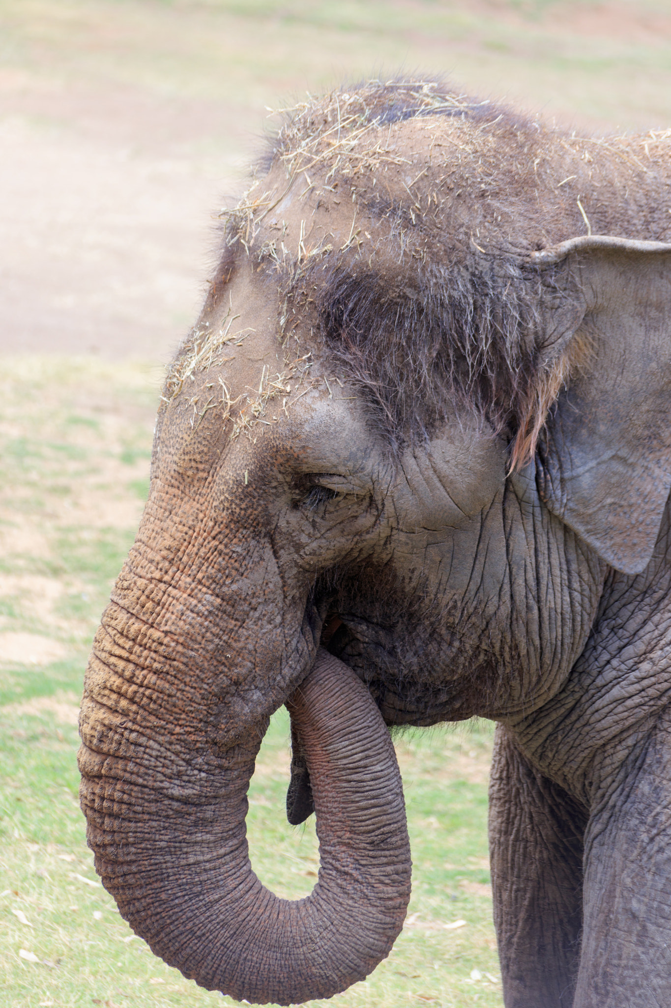 Sigma 70-300mm F4-5.6 APO DG Macro sample photo. Eating elephant photography