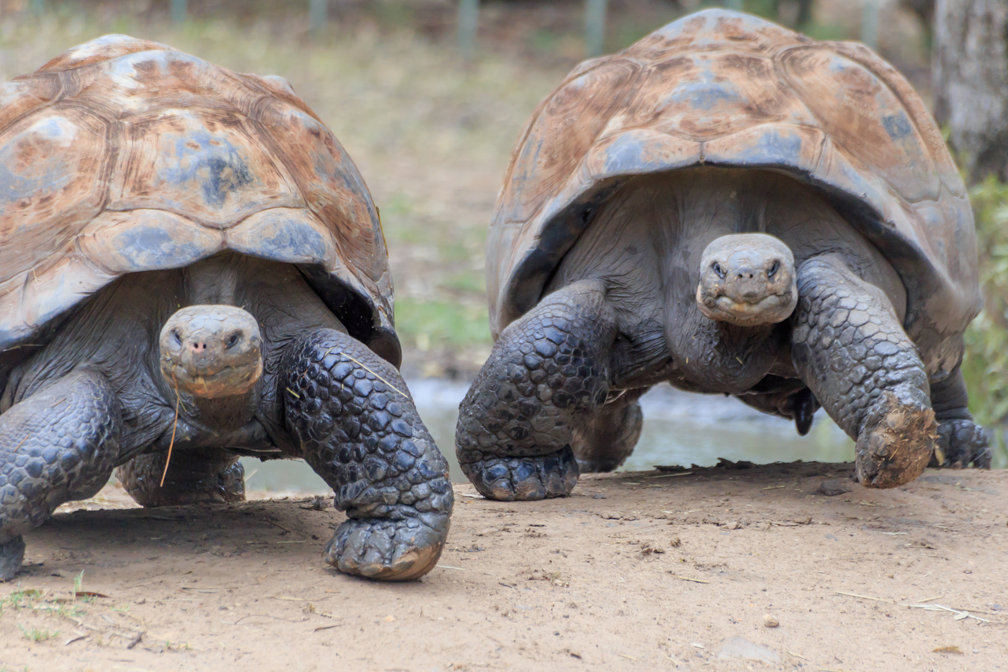 Sigma 70-300mm F4-5.6 APO DG Macro sample photo. Running turtles photography