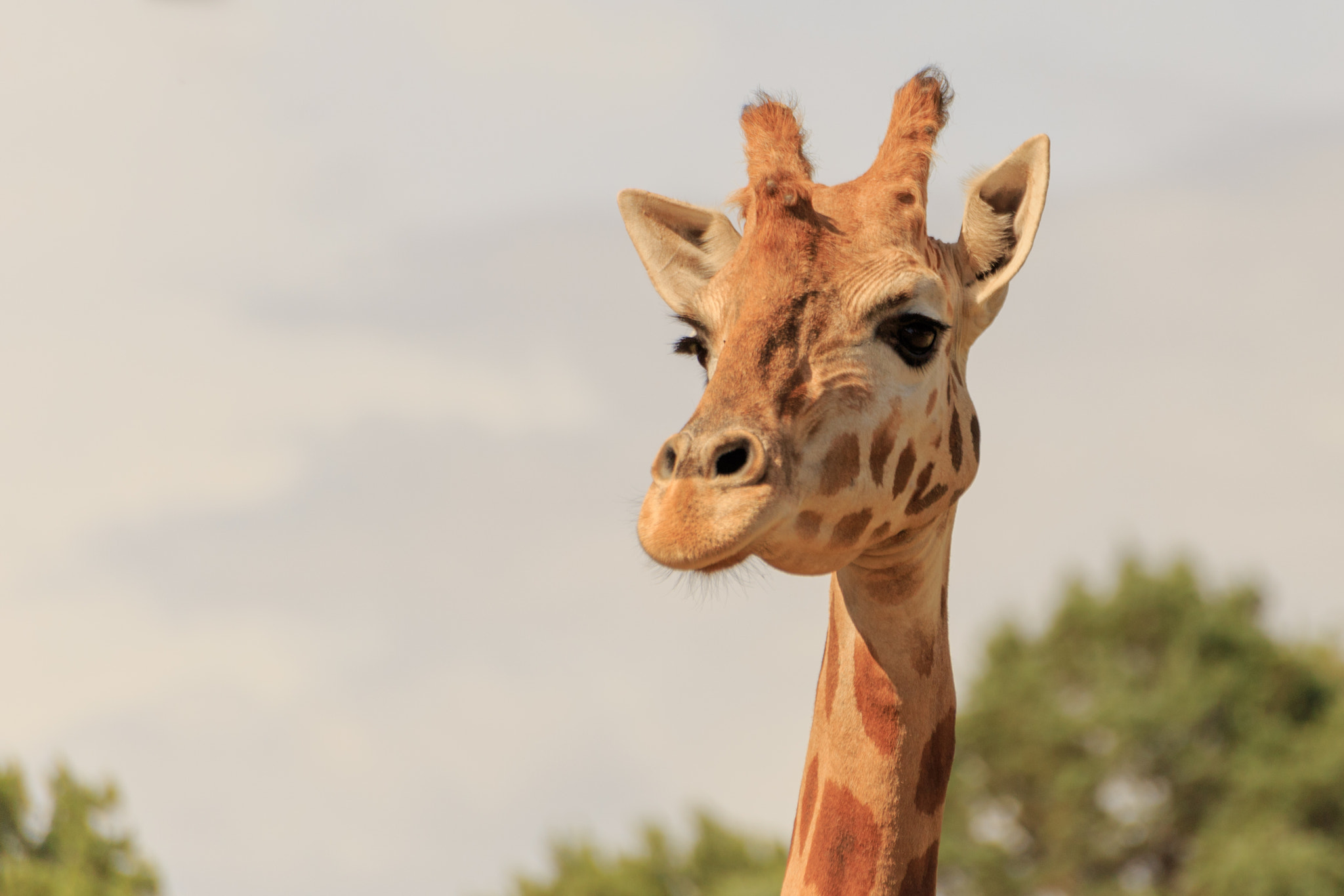 Sigma 70-300mm F4-5.6 APO DG Macro sample photo. Giraffe photography