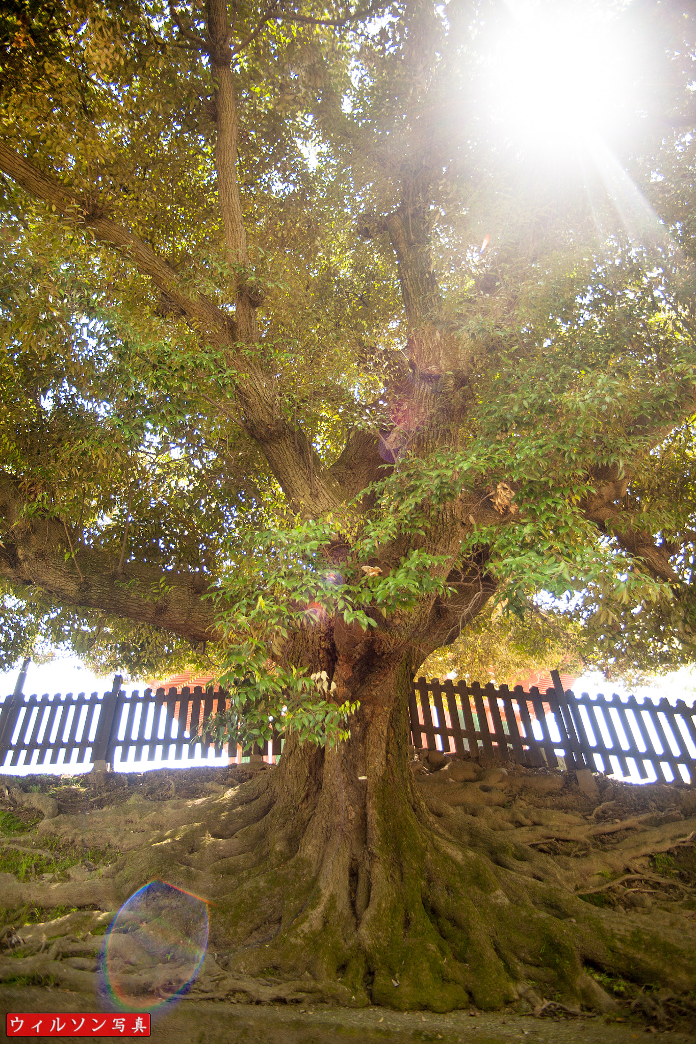 Tamron AF 19-35mm f/3.5-4.5 sample photo. Nara 32 photography