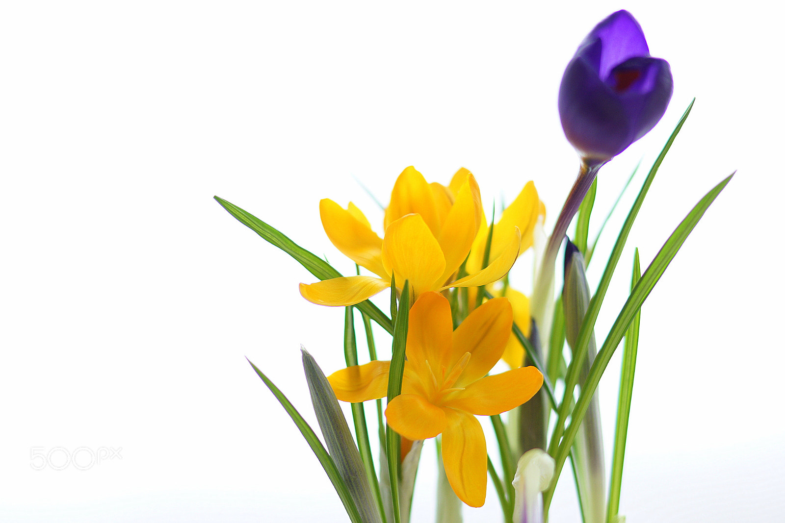 Sony SLT-A65 (SLT-A65V) + Sony 50mm F1.4 sample photo. Crocuses on my window photography