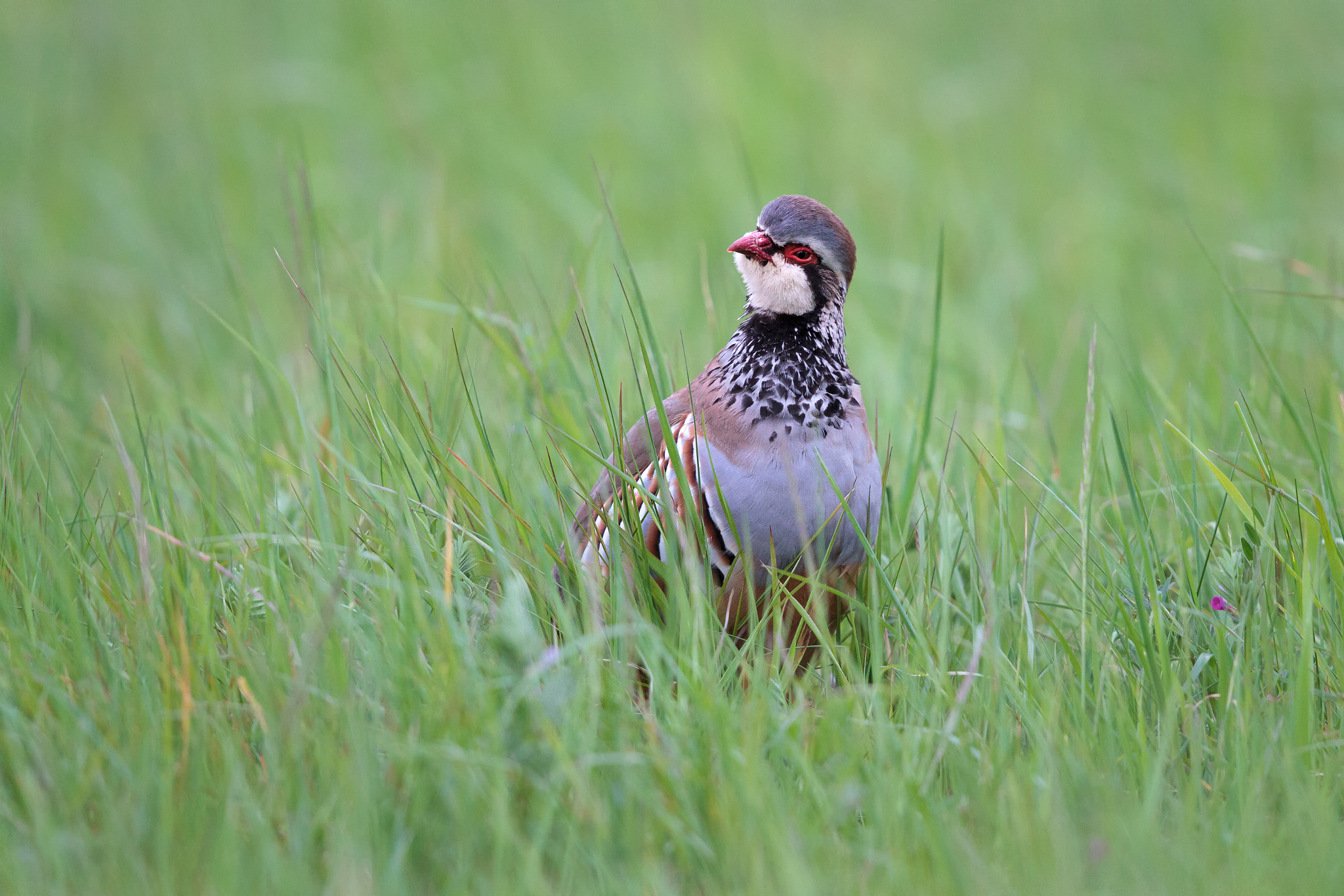 Canon EOS 7D + Canon EF 500mm F4L IS II USM sample photo. Red legged partridge photography