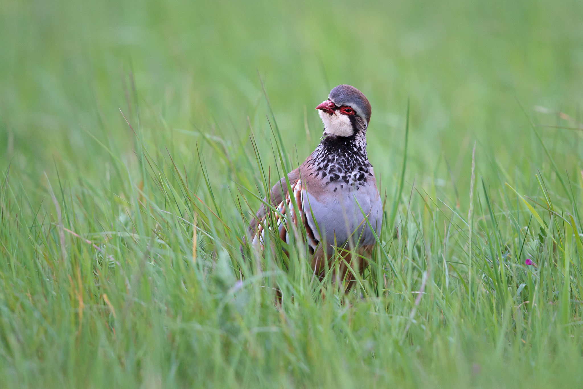 Canon EF 500mm F4L IS II USM sample photo. Red legged partridge photography