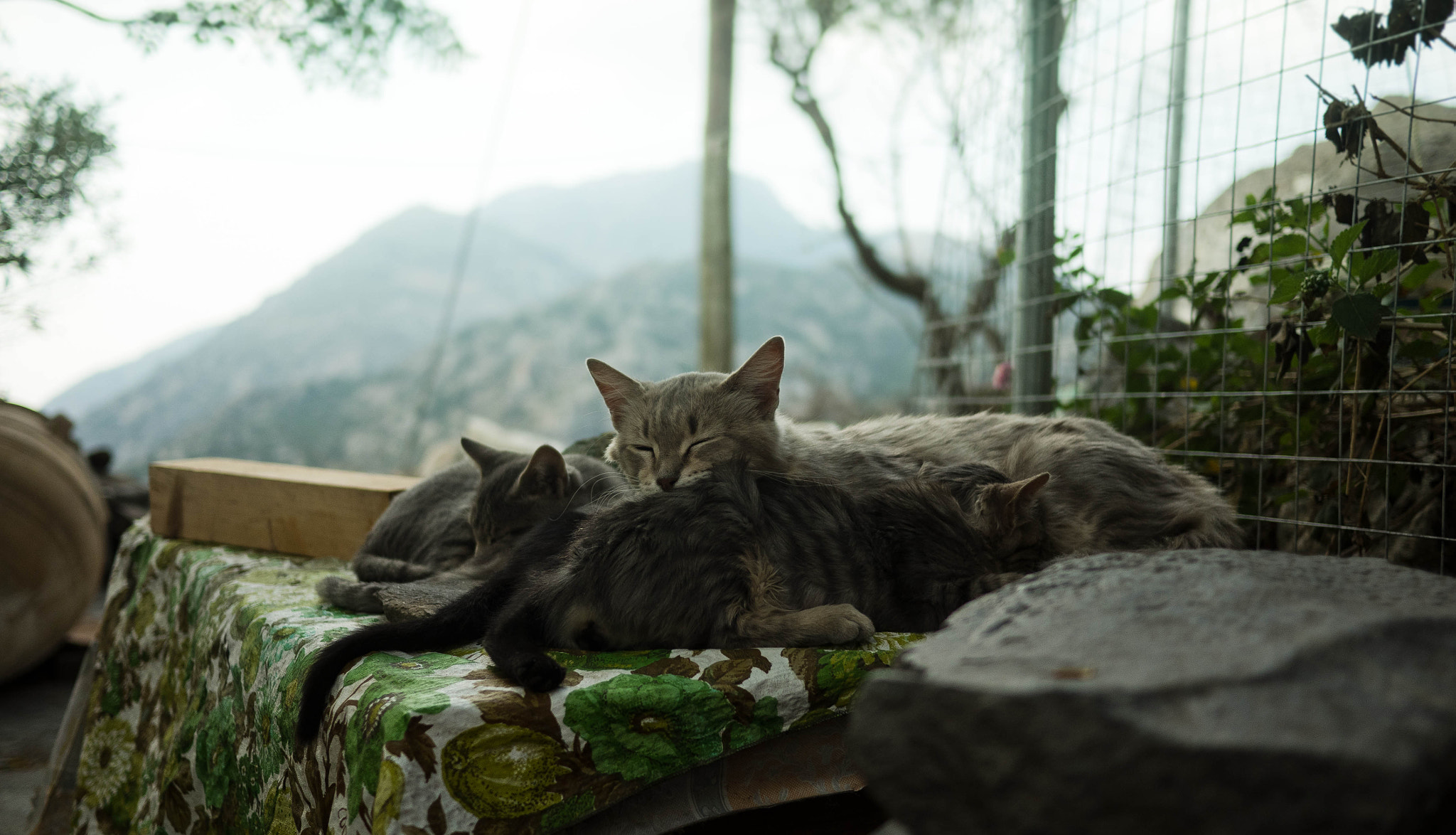 Panasonic Lumix DMC-GH3 + Panasonic Lumix G 20mm F1.7 ASPH sample photo. I want to be a cat photography