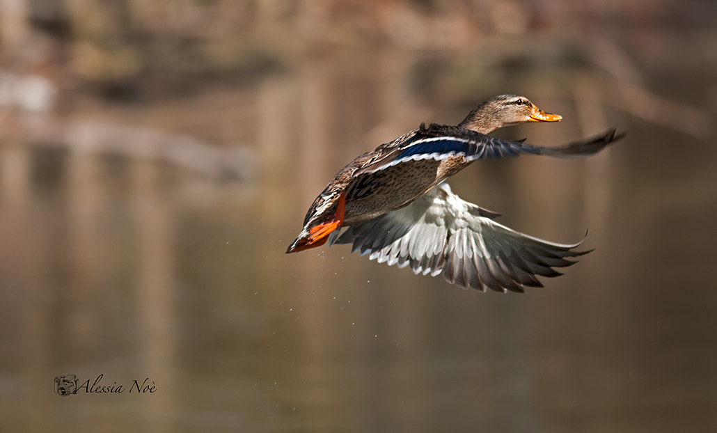 Nikon D300 + Nikon AF-S Nikkor 300mm F4D ED-IF sample photo. Duck photography
