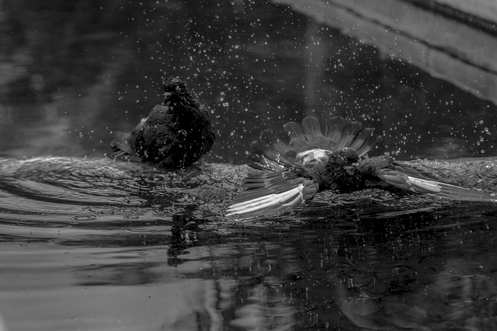 Canon EF 28-105mm f/3.5-4.5 USM sample photo. Splash photography