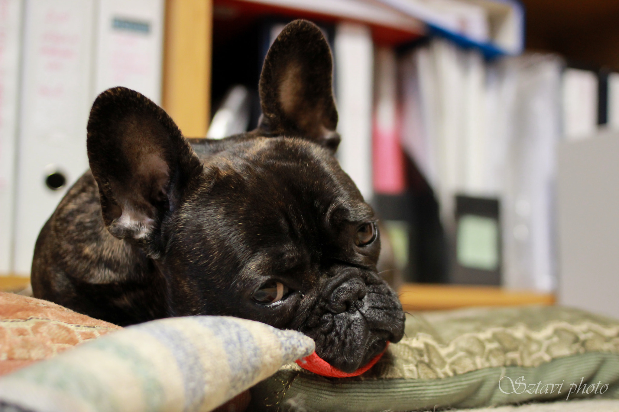 Canon EOS 600D (Rebel EOS T3i / EOS Kiss X5) + Canon EF 35mm F2 sample photo. Nudlee photography