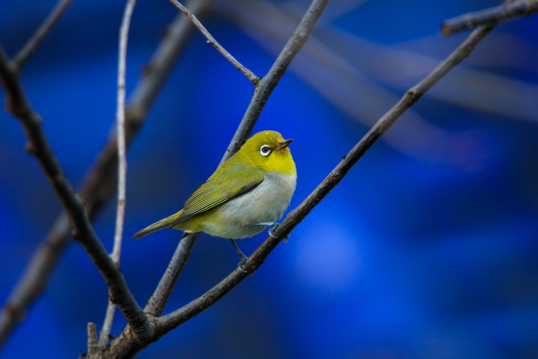 Canon EOS 5DS + Tamron SP 150-600mm F5-6.3 Di VC USD sample photo. Japanese white-eye photography