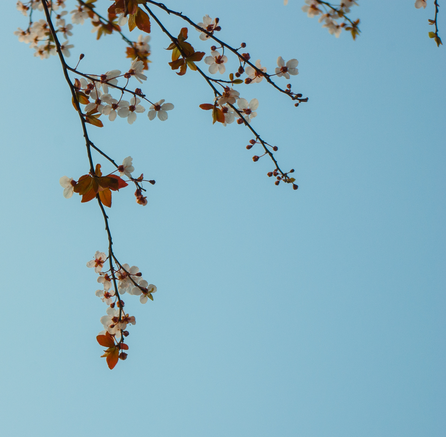 Pentax K200D + smc PENTAX-DA L 18-55mm F3.5-5.6 AL WR sample photo. 桜 photography