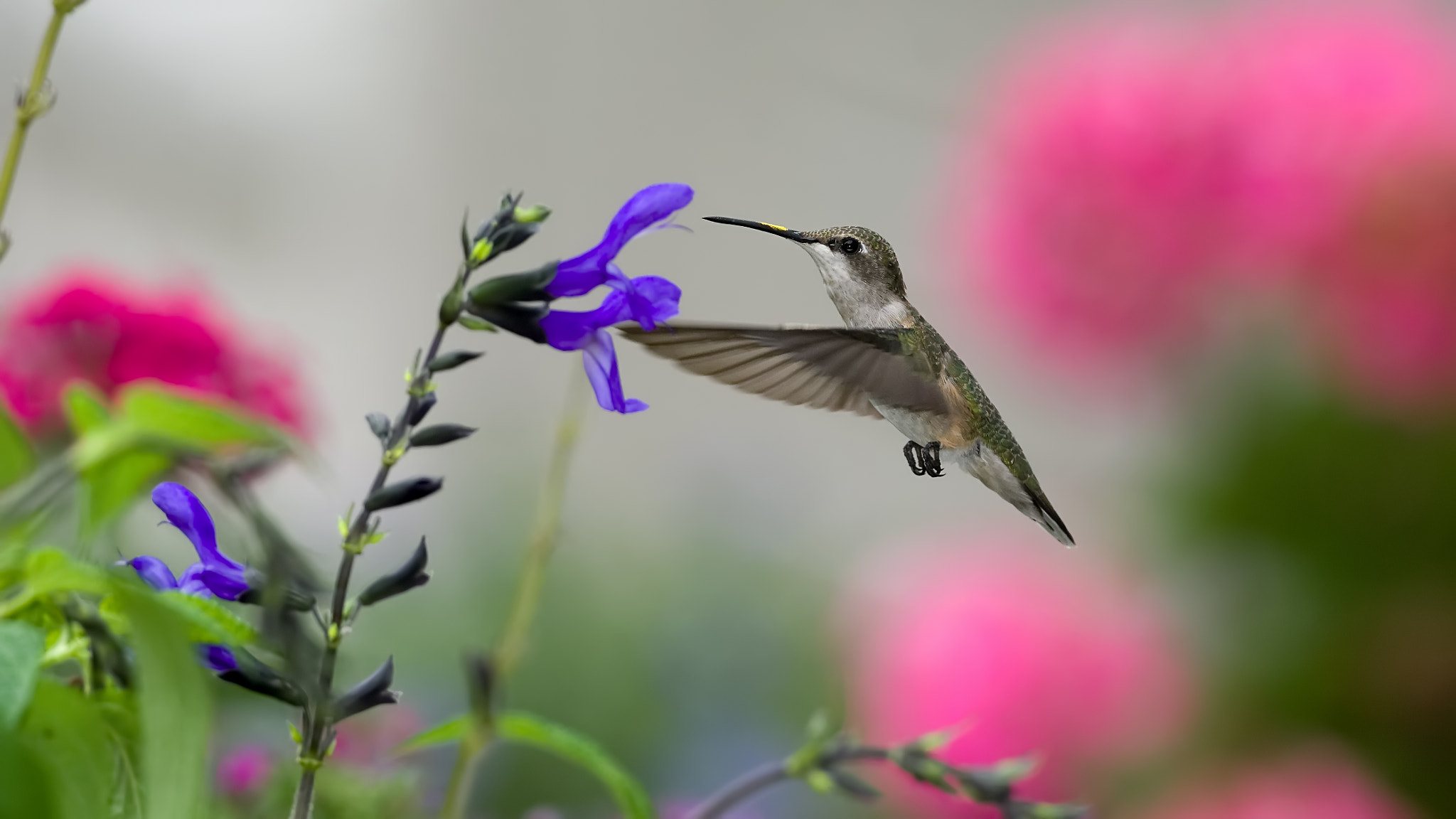AF Zoom-Nikkor 35-80mm f/4-5.6D sample photo. Fun in the garden photography