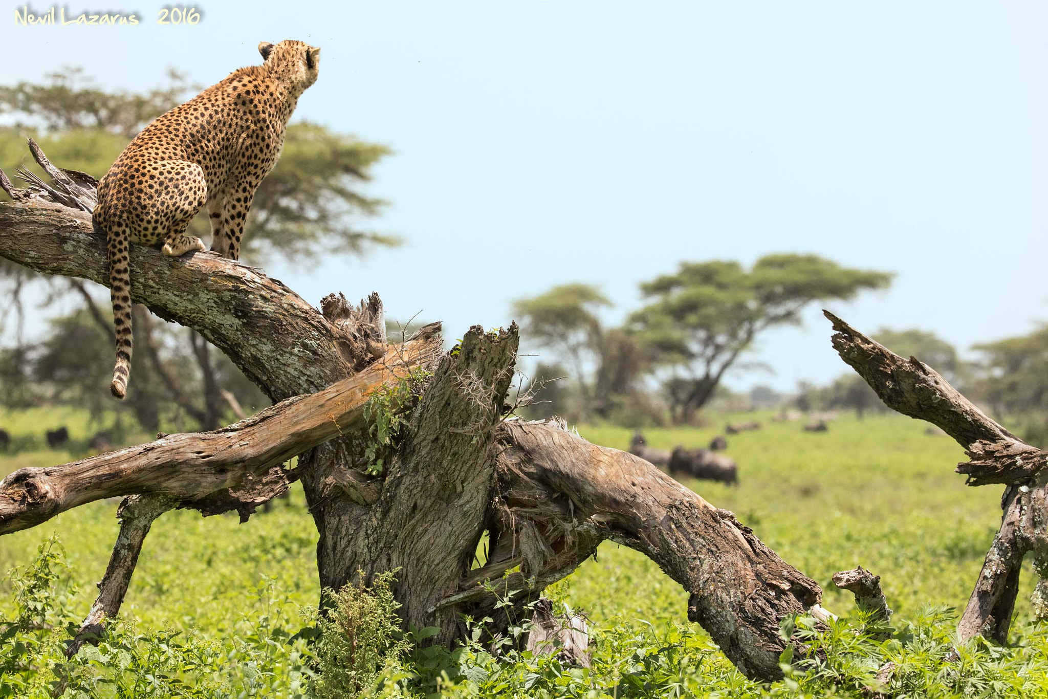 Canon EF 200-400mm F4L IS USM Extender 1.4x sample photo. Cheetah - selecting the prey photography