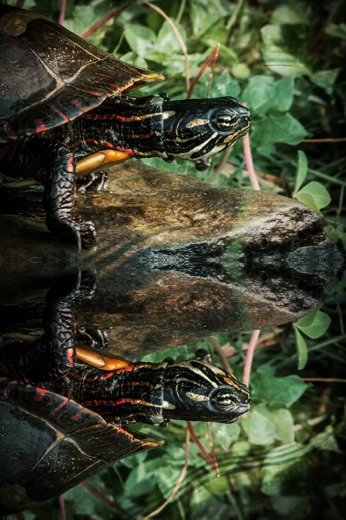 Sigma 70-300mm F4-5.6 APO DG Macro sample photo. The painted turtle photography