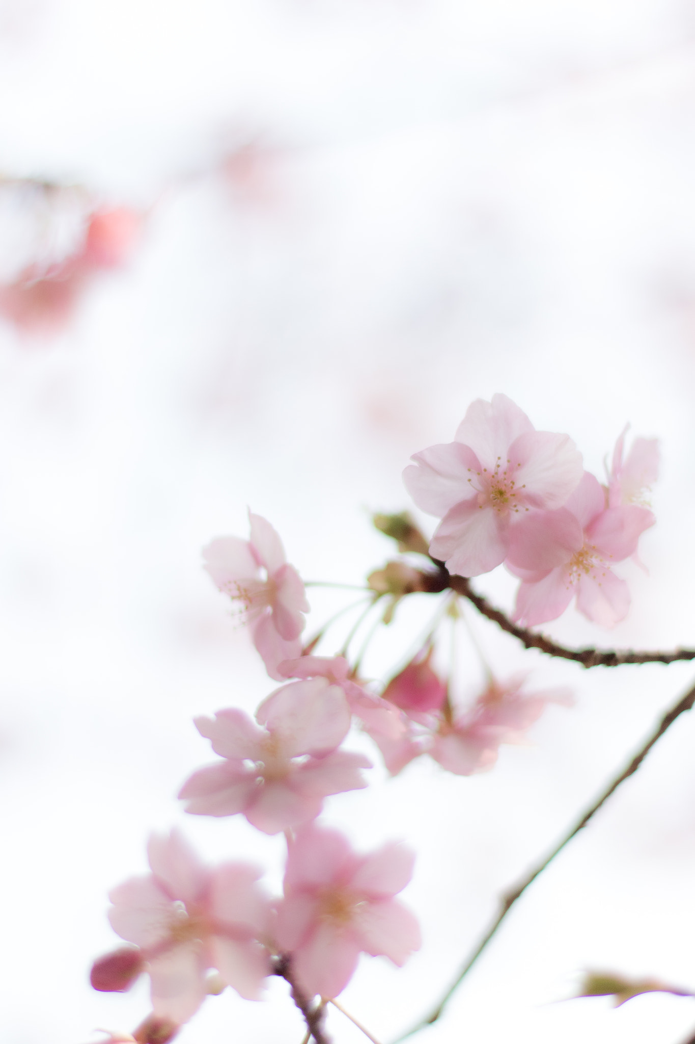 ZEISS Planar T* 50mm F1.4 sample photo. 河津桜 photography