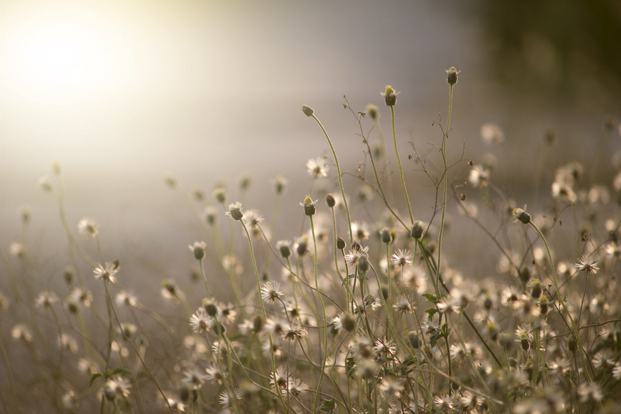 Nikon D610 + AF Zoom-Nikkor 70-210mm f/4 sample photo. No name photography