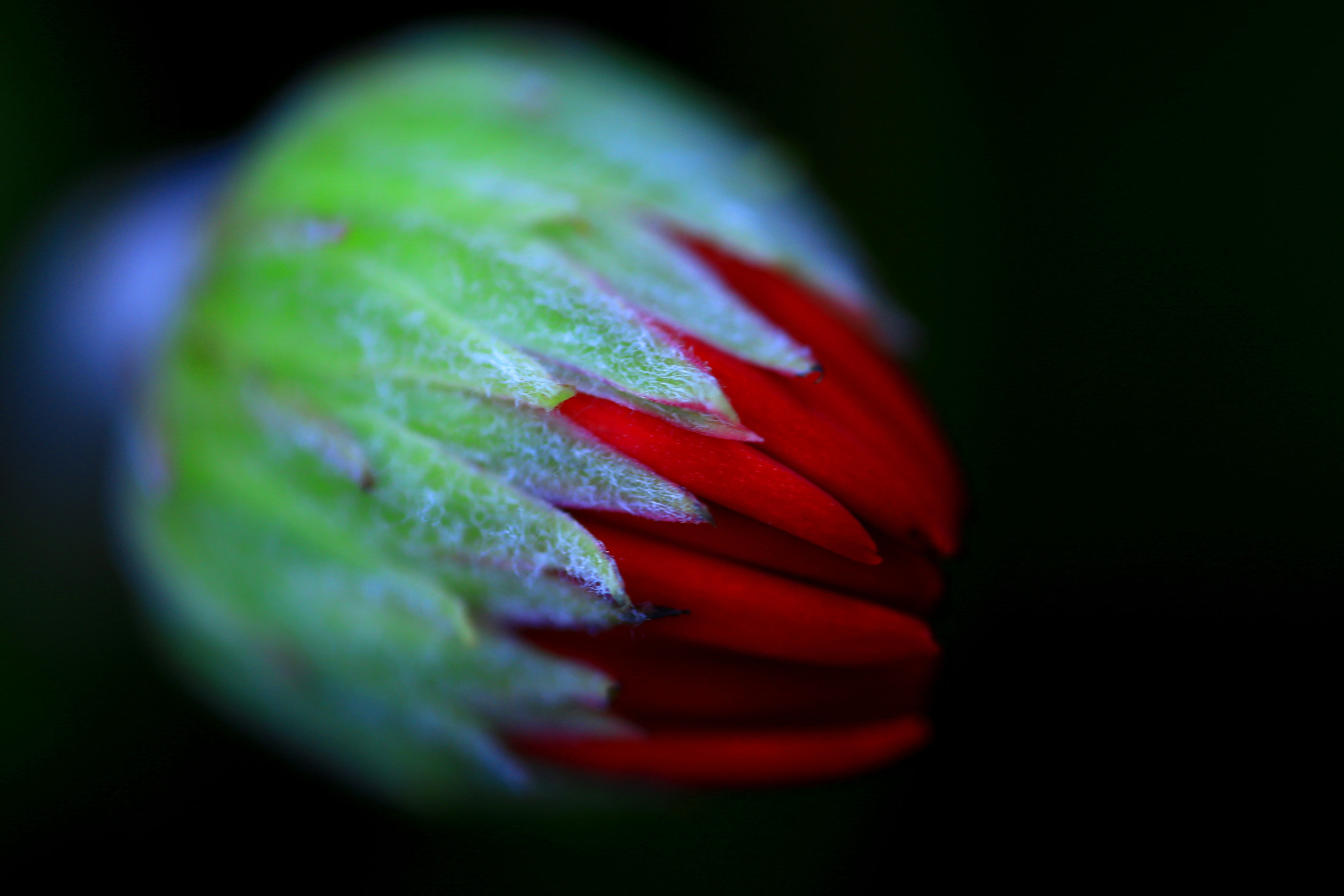 Canon MP-E 65mm F2.5 1-5x Macro Photo sample photo. A bud photography