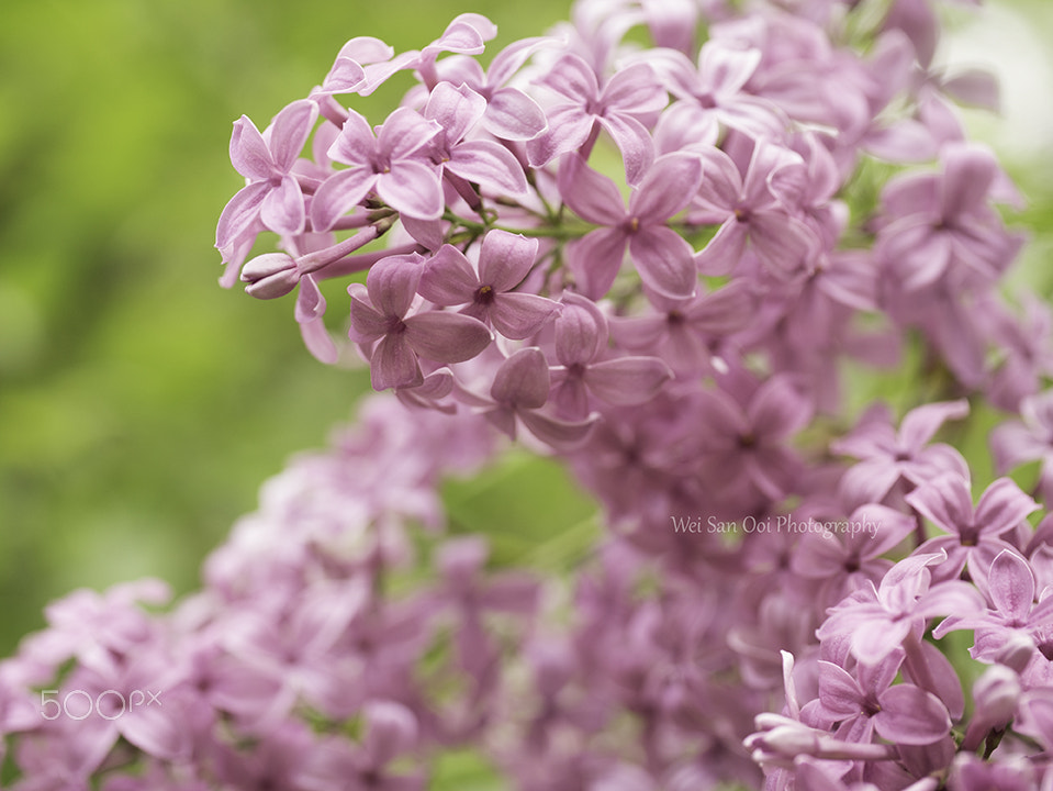 Panasonic Leica DG Macro-Elmarit 45mm F2.8 ASPH OIS sample photo. Lilac 10 photography