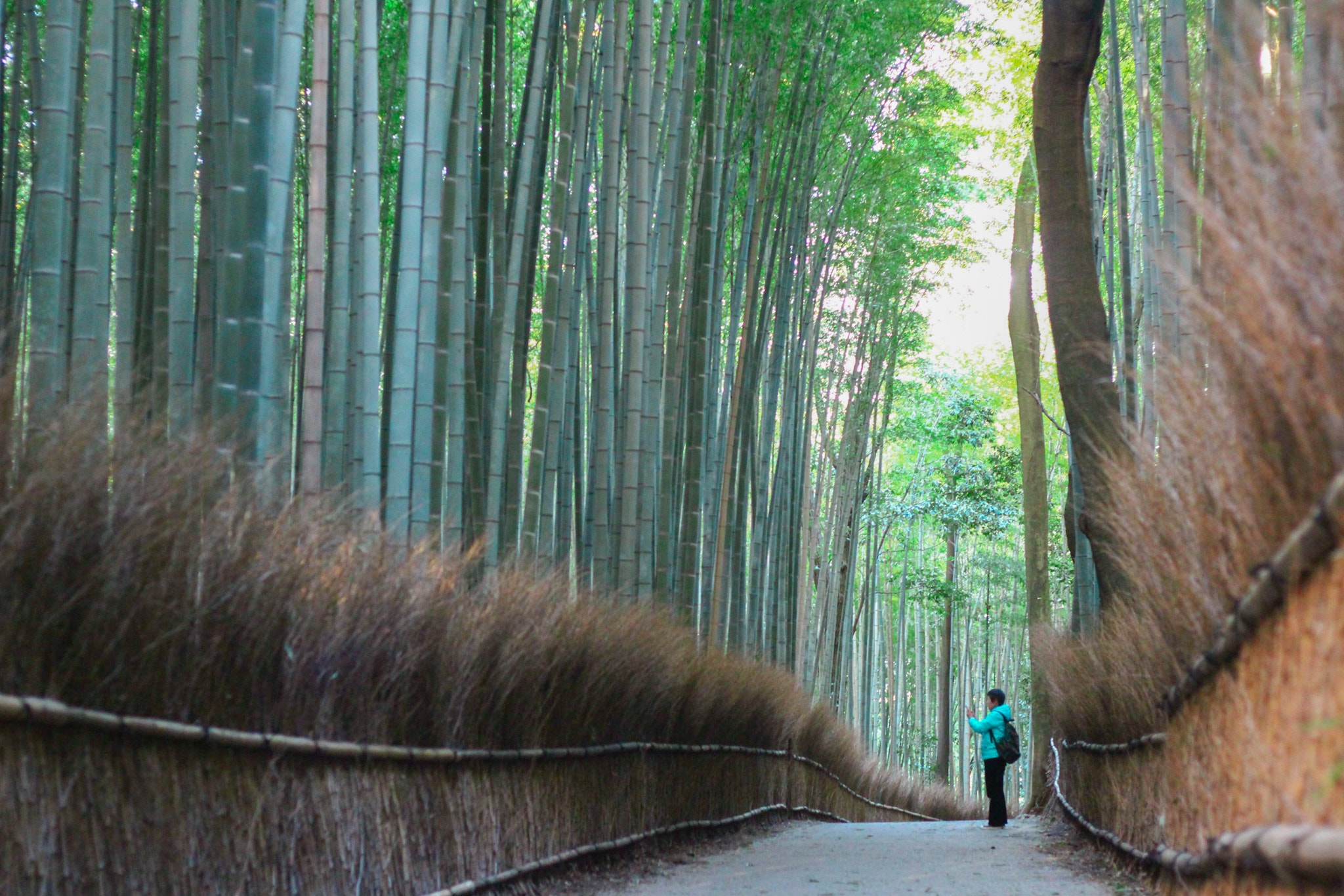 Canon EOS 100D (EOS Rebel SL1 / EOS Kiss X7) + Canon EF 50mm F1.8 II sample photo. Bamboo groves photography