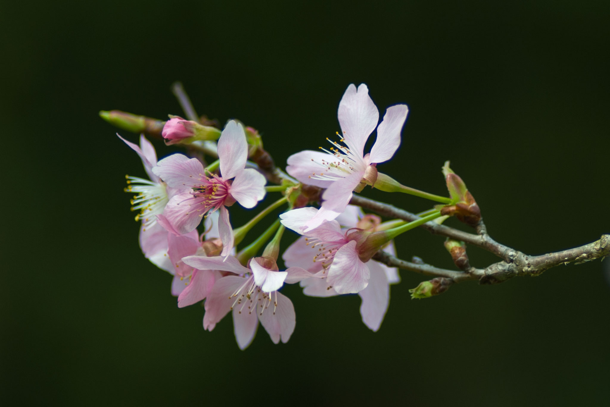 Nikon D700 + Nikon AF Nikkor 180mm F2.8D ED-IF sample photo. Cherry blossom photography