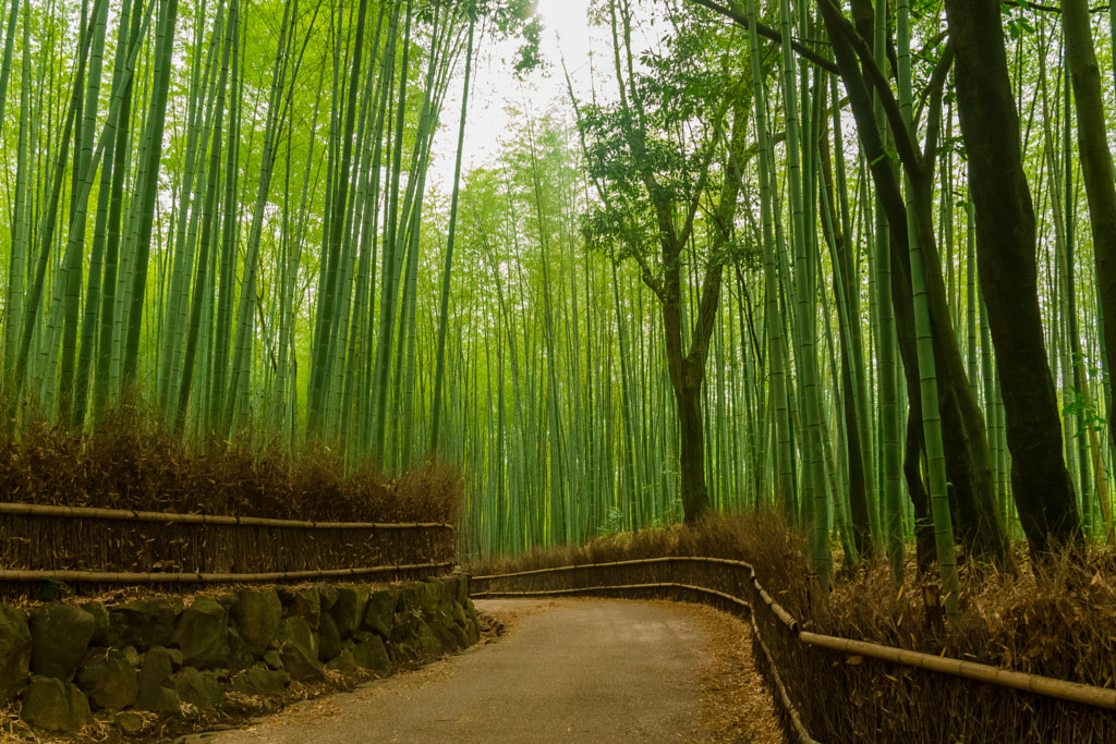 竹林の道 - 嵯峨野 ／ Bamboo Street - Sagano by Yuya Horikawa on 500px.com