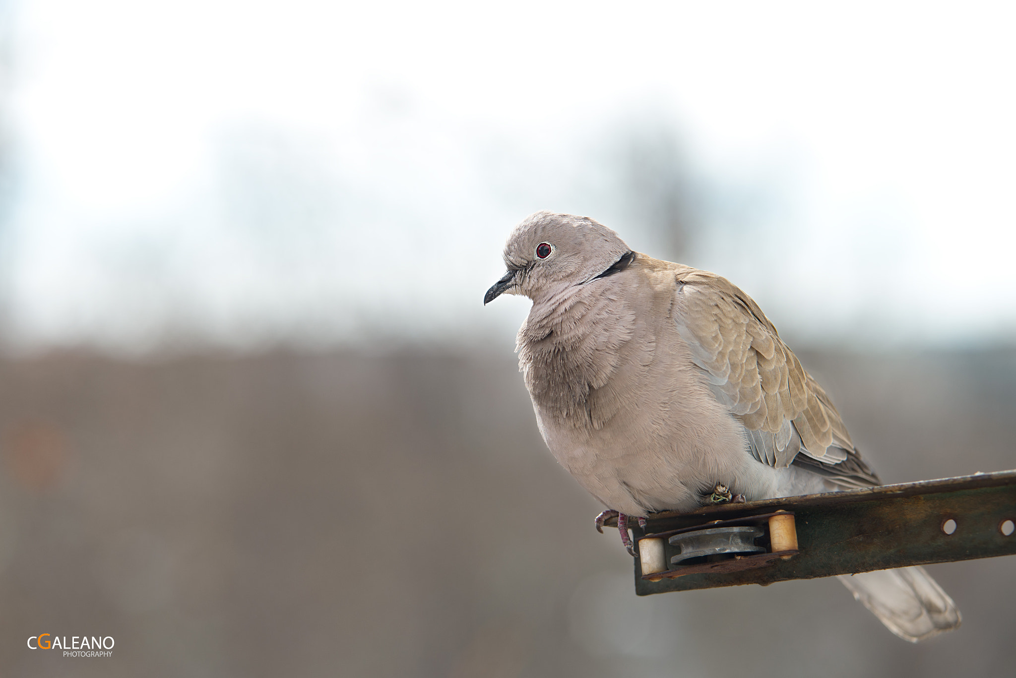 Sigma 70-200mm F2.8 EX DG OS HSM sample photo. Tórtola turca (streptopelia decaocto) photography