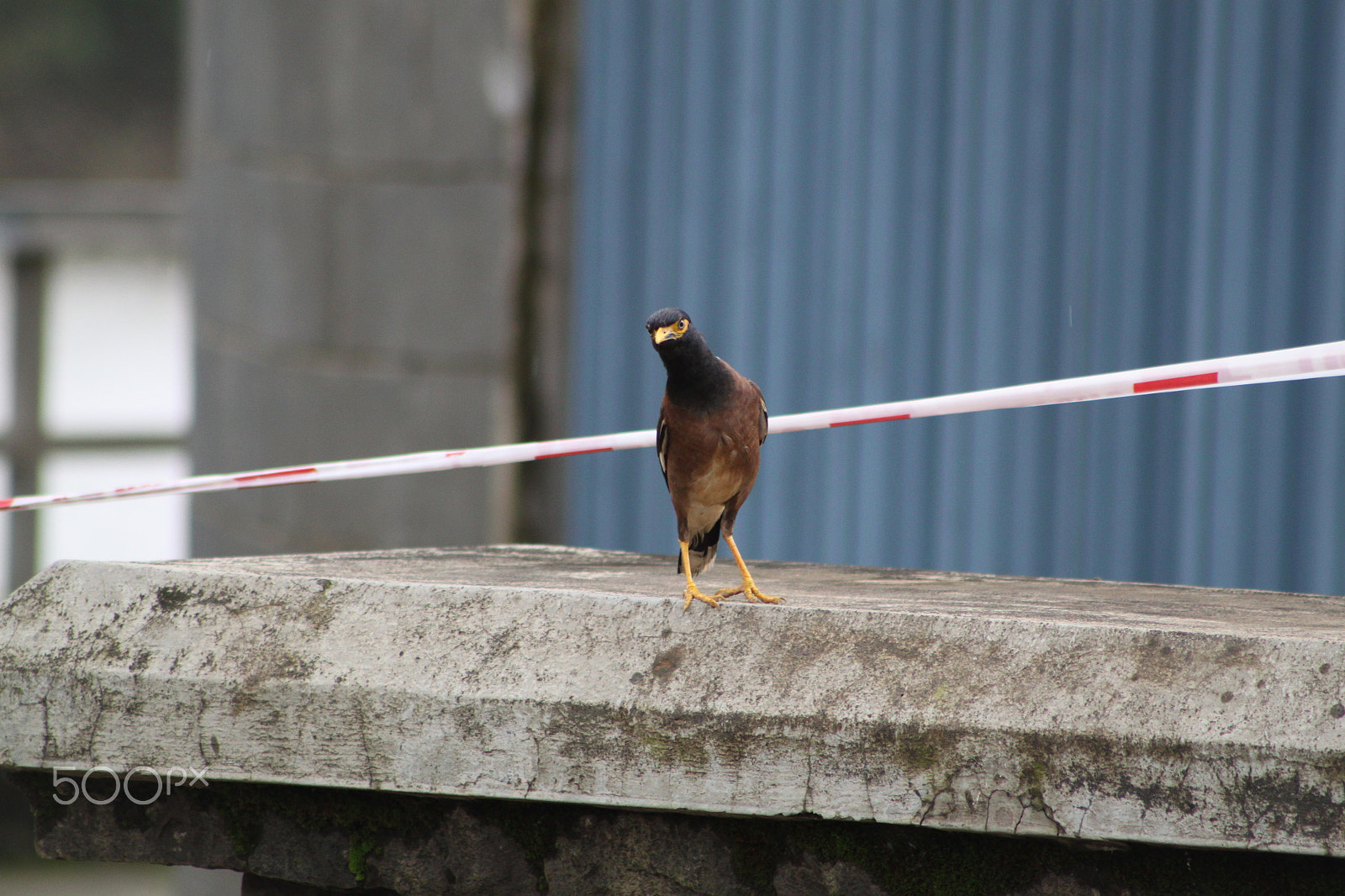 Canon EF 75-300mm f/4-5.6 USM sample photo. Birds and animals photography