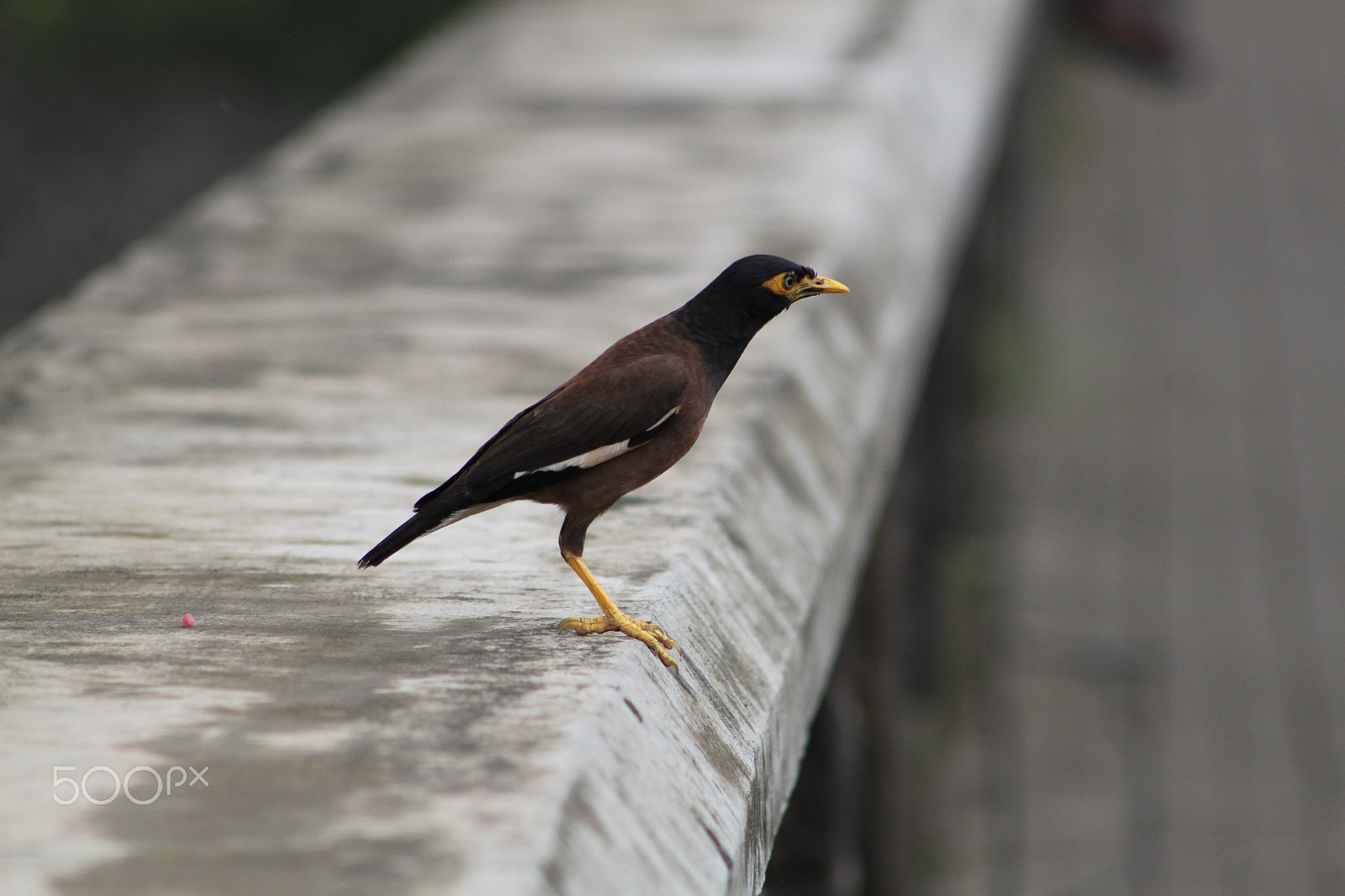 Canon EF 75-300mm f/4-5.6 USM sample photo. Birds and animals photography