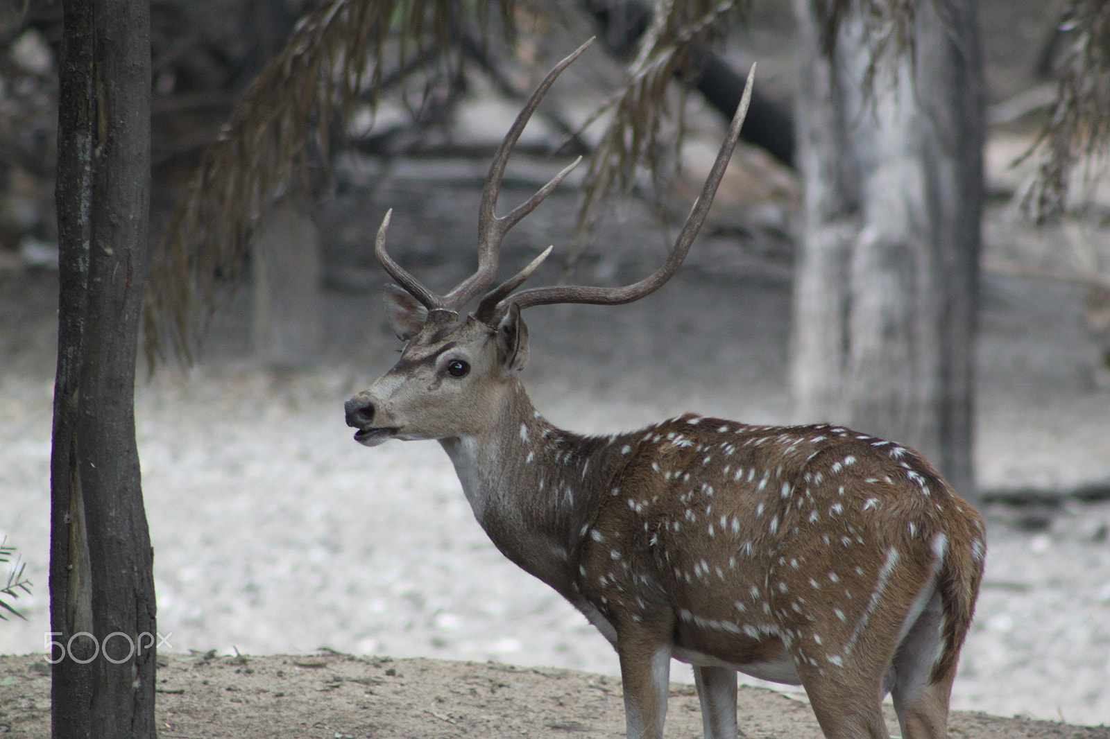 Canon EF 75-300mm f/4-5.6 USM sample photo. Birds and animals photography