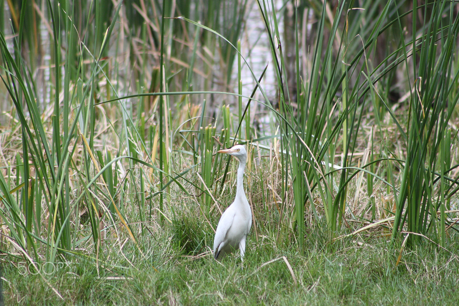 Canon EF 75-300mm f/4-5.6 USM sample photo. Birds and animals photography