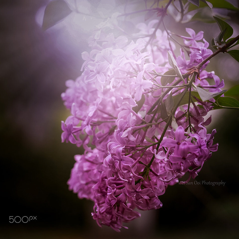 Panasonic Leica DG Macro-Elmarit 45mm F2.8 ASPH OIS sample photo. Lilac 11 photography