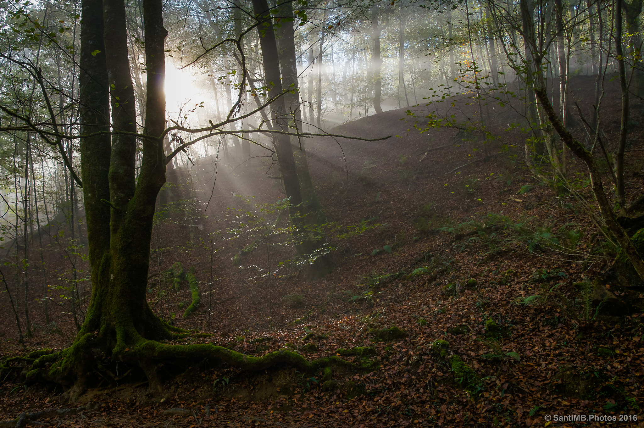 Sony Alpha DSLR-A580 sample photo. Rompiendo la niebla photography