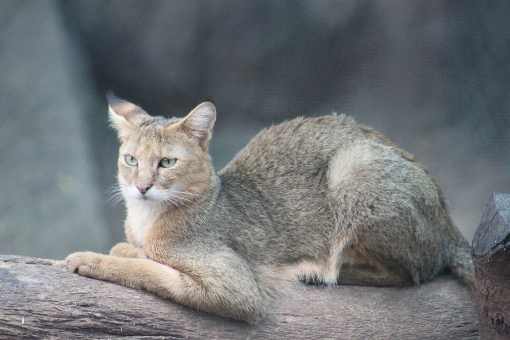Canon EF 75-300mm f/4-5.6 USM sample photo. Wild cat photography