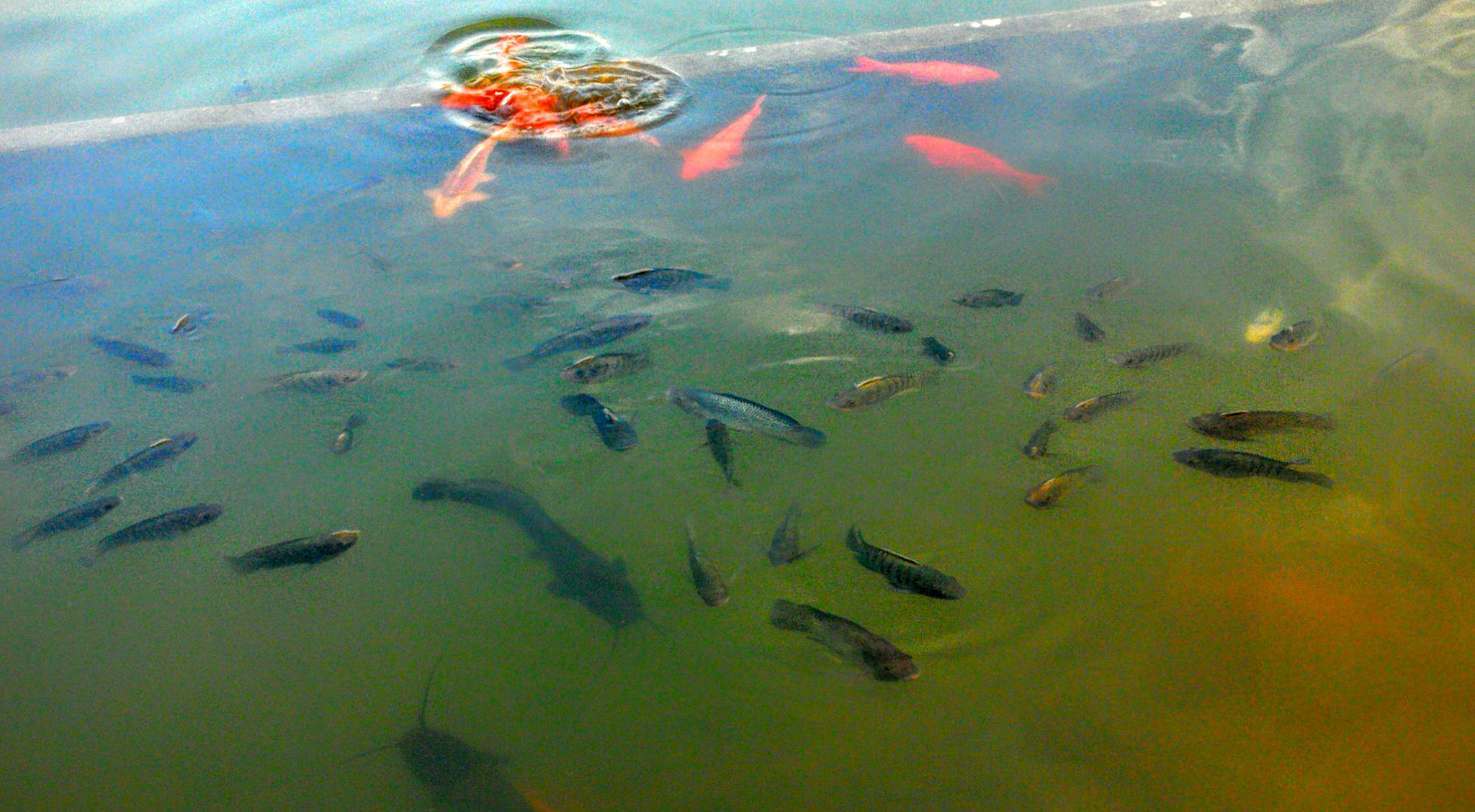Sony Ericsson Xperia P sample photo. Fishes at holy golden temple _/\_ photography